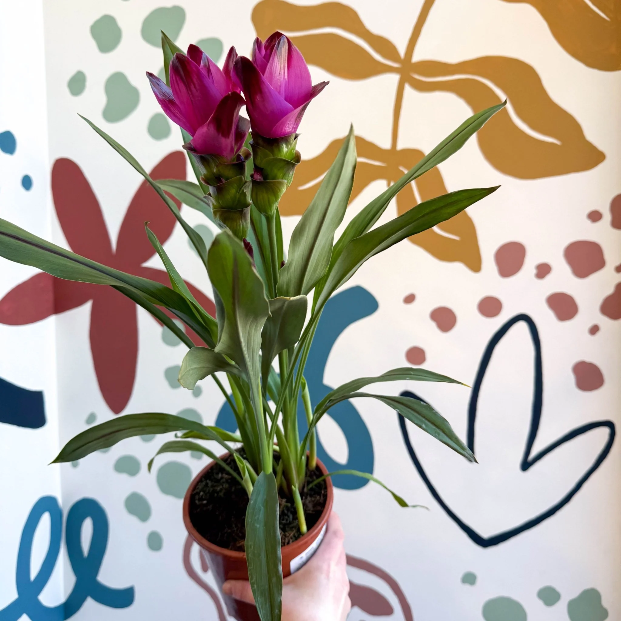 Curcuma – Hidden Ginger / Siam Tulip - Image 3