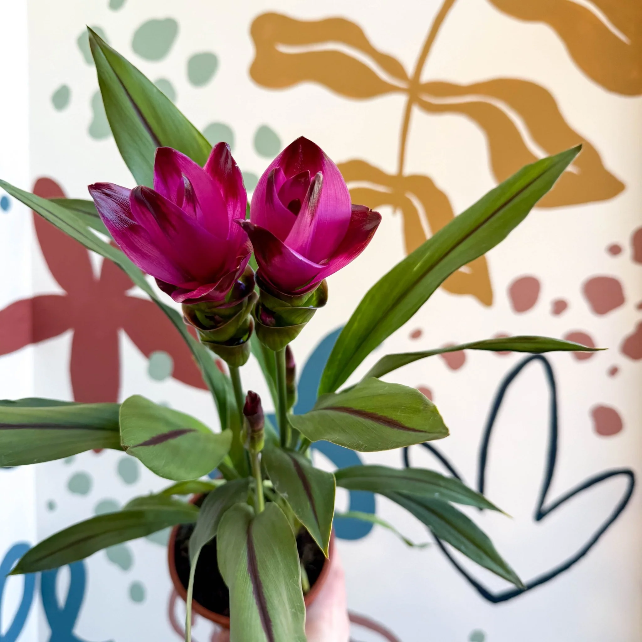 Curcuma – Hidden Ginger / Siam Tulip - Image 4