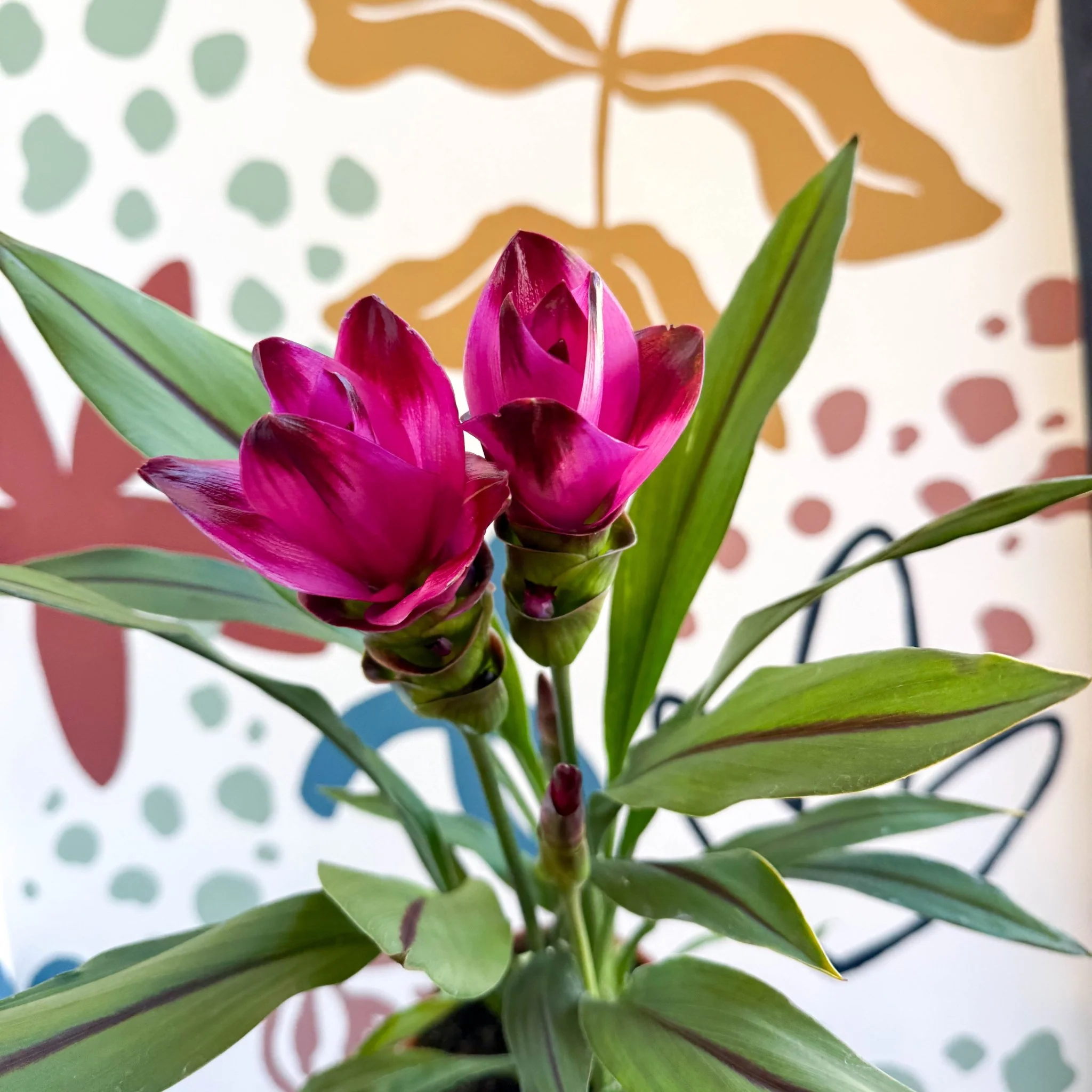 Curcuma – Hidden Ginger / Siam Tulip - Image 5