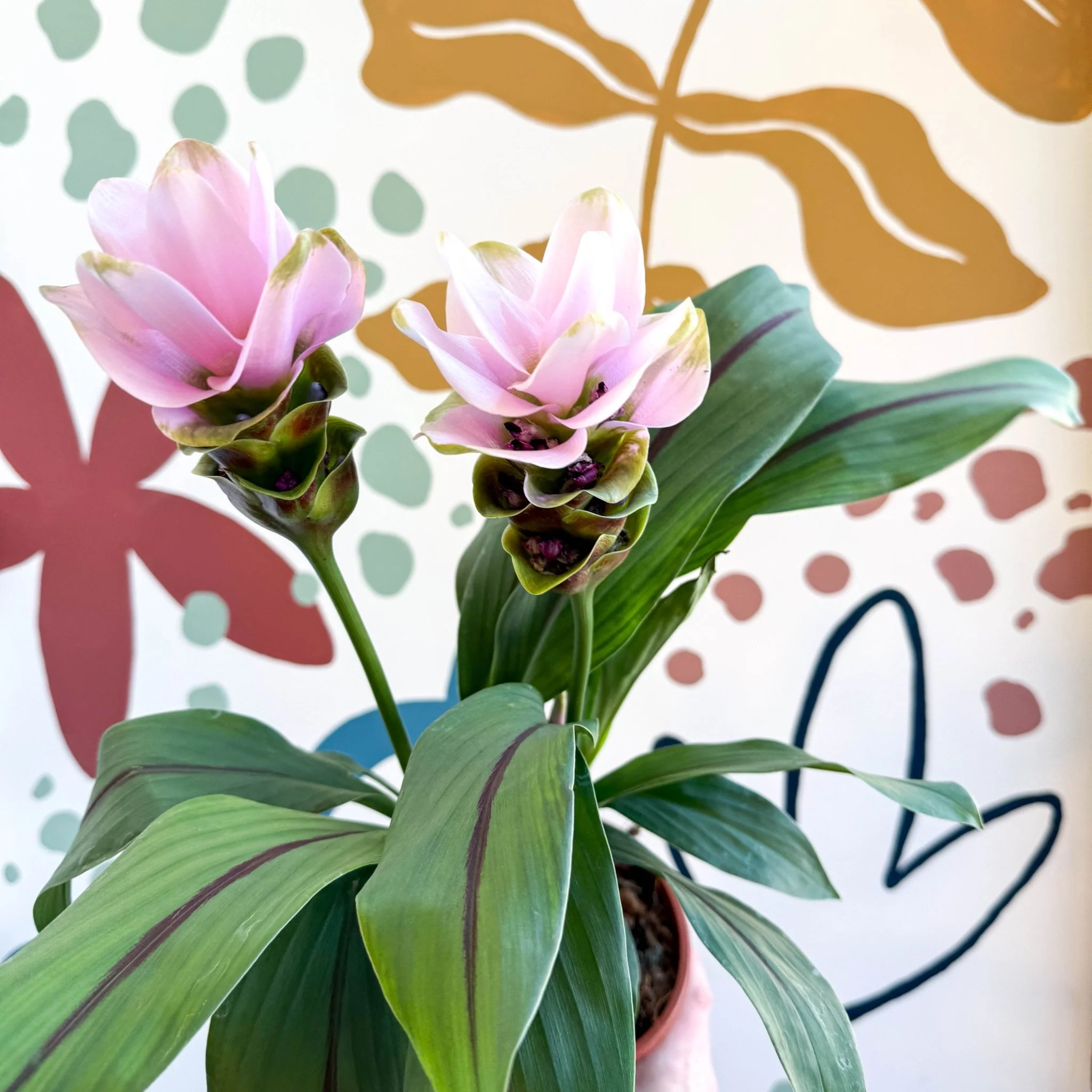 Curcuma – Hidden Ginger / Siam Tulip - Image 6