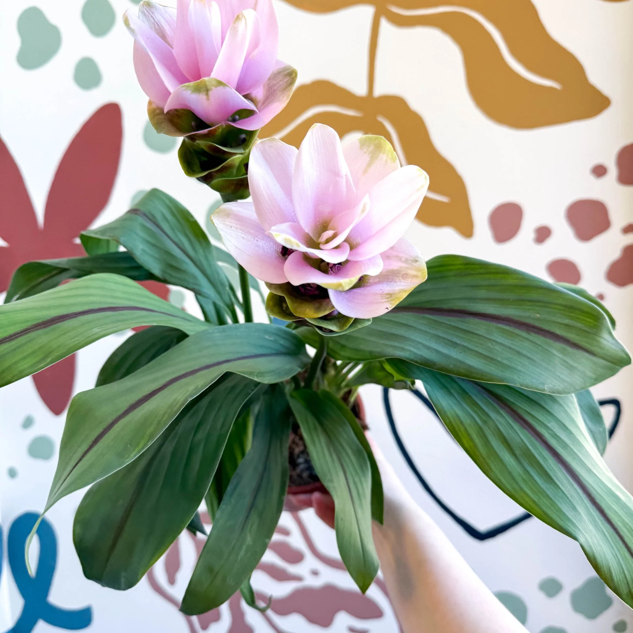 Curcuma – Hidden Ginger / Siam Tulip - Image 7