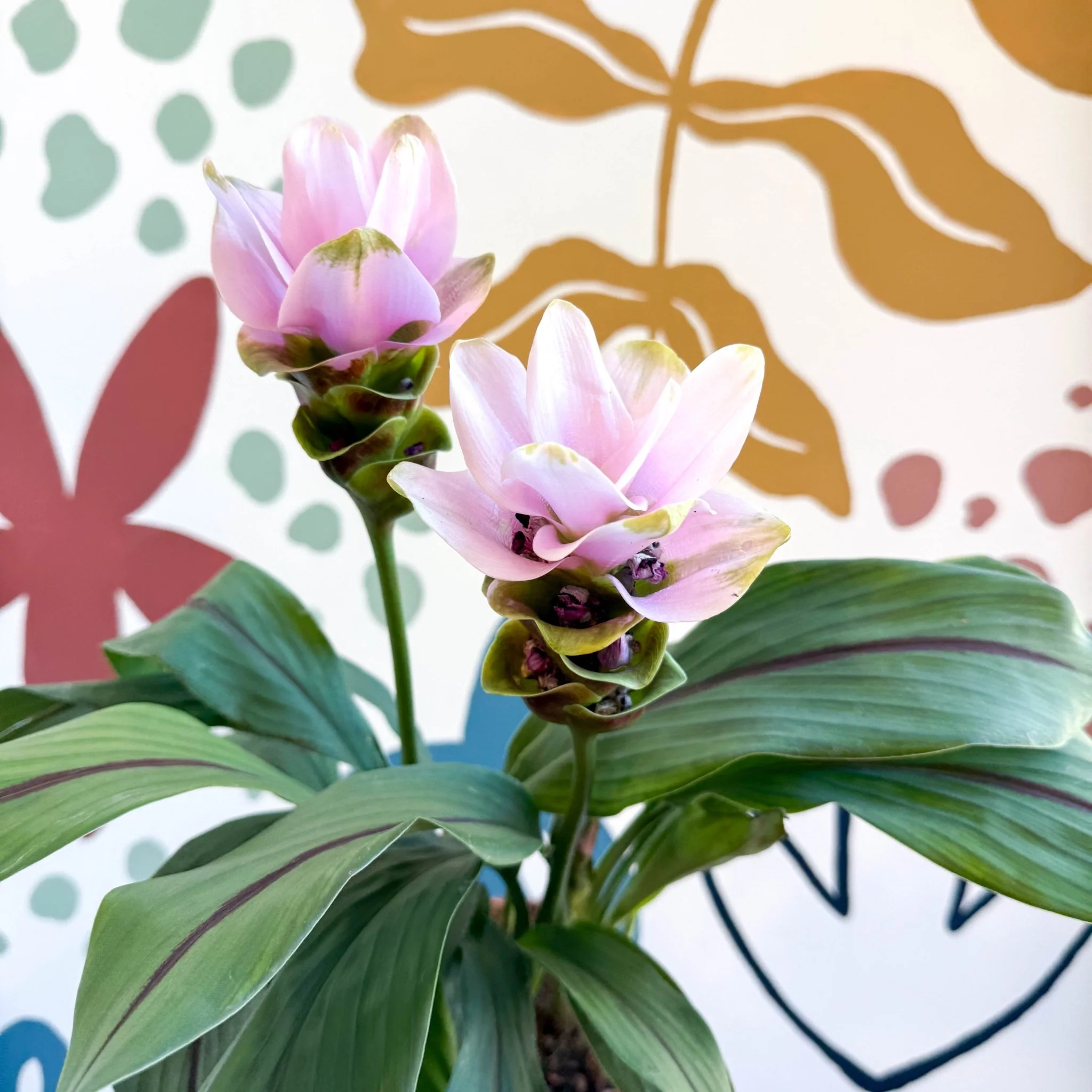 Curcuma – Hidden Ginger / Siam Tulip - Image 8