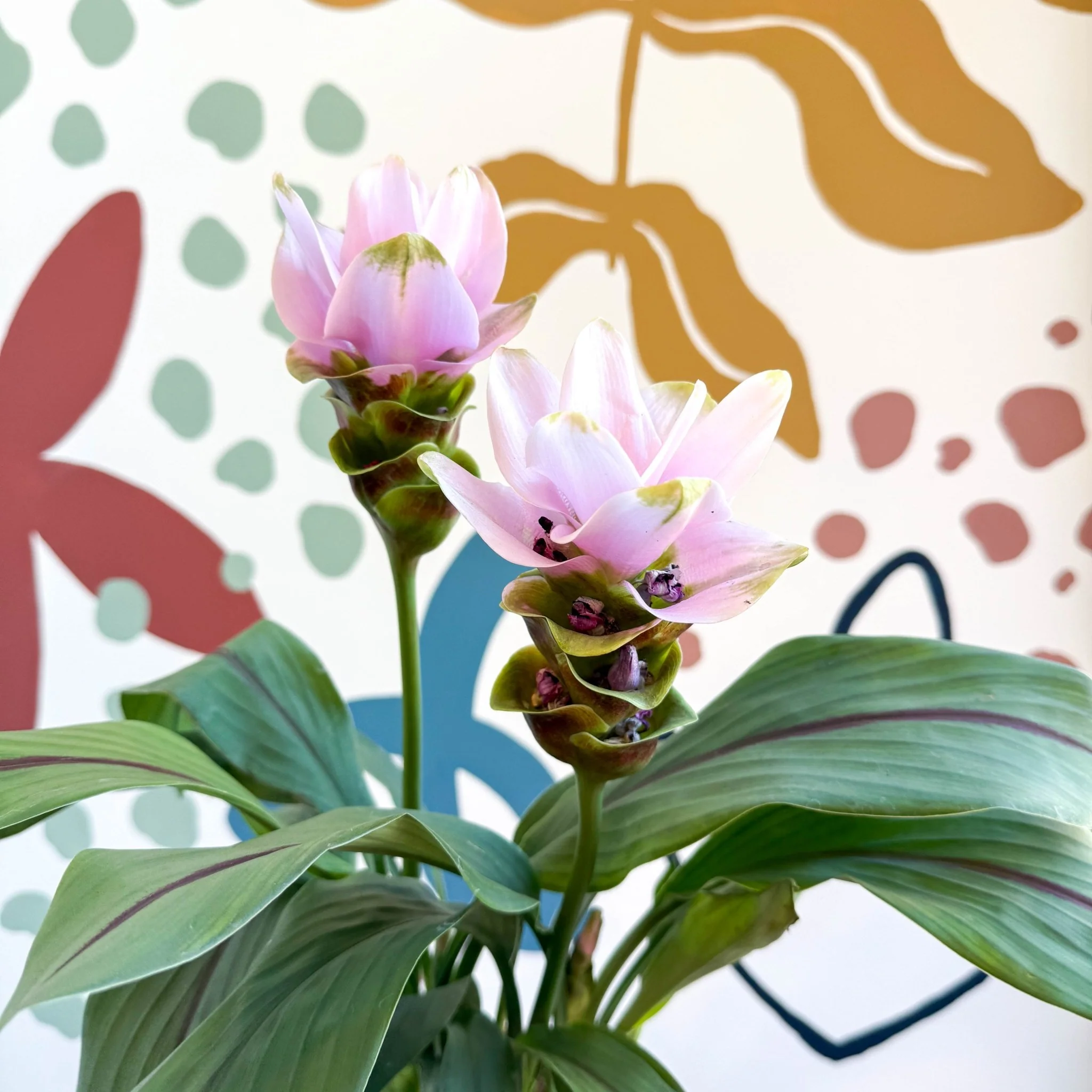 Curcuma – Hidden Ginger / Siam Tulip - Image 9