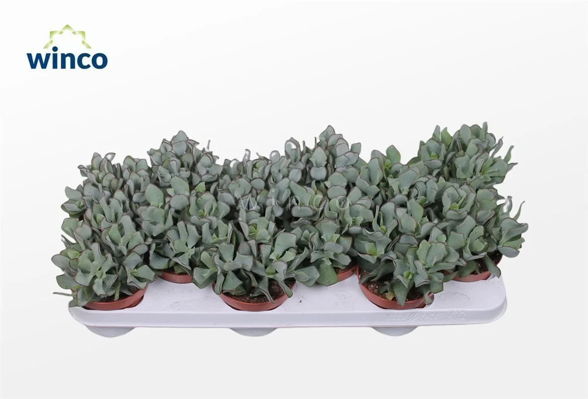 Crassula arborescens subsp. undilatifolia - Curly Jade Plant