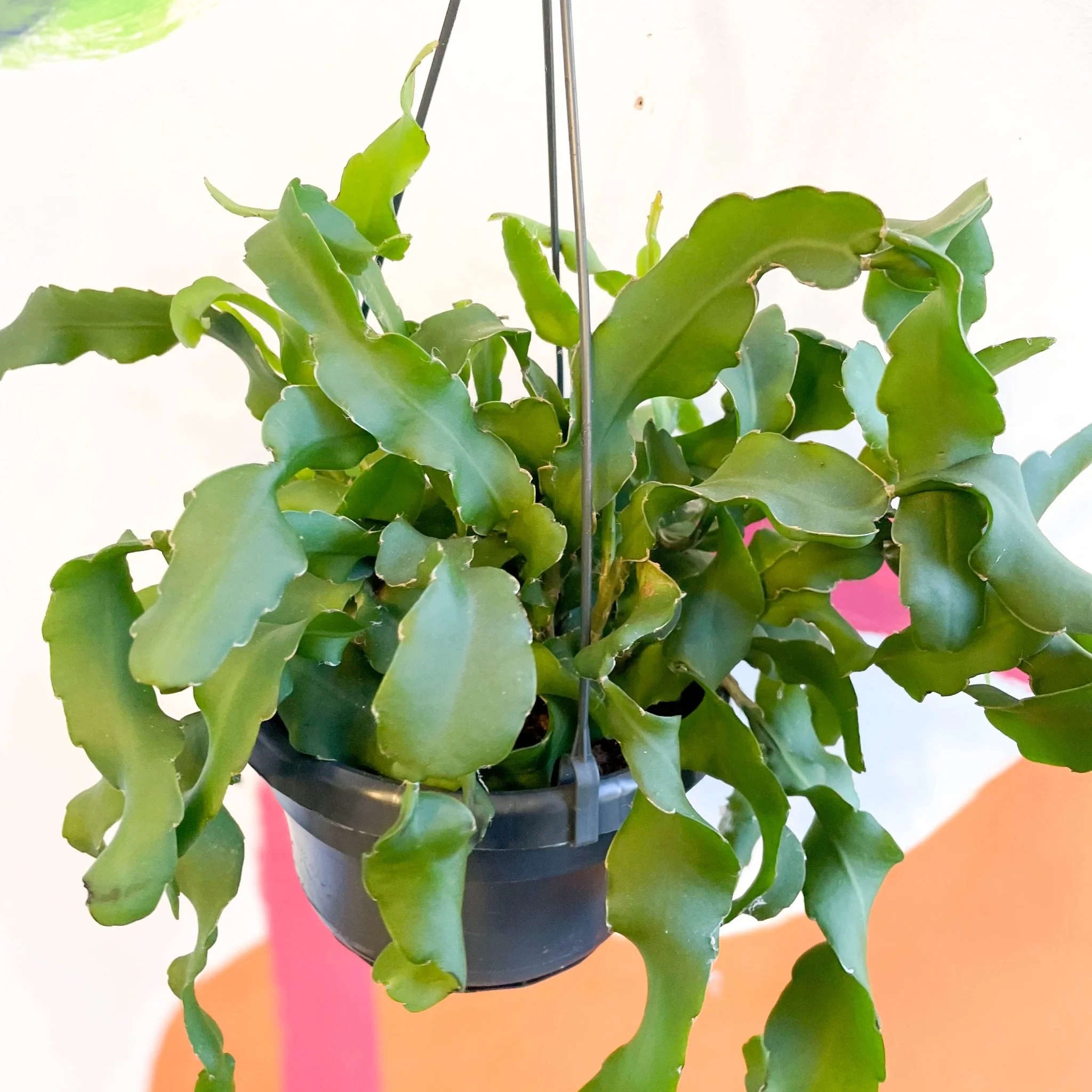 Epiphyllum guatemalense monstruosa - Curly Locks Orchid Cactus - Image 5