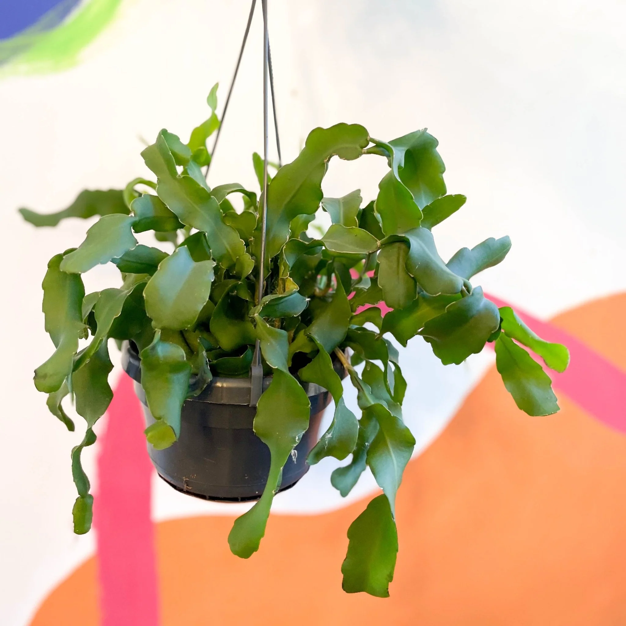 Epiphyllum guatemalense monstruosa - Curly Locks Orchid Cactus - Image 6