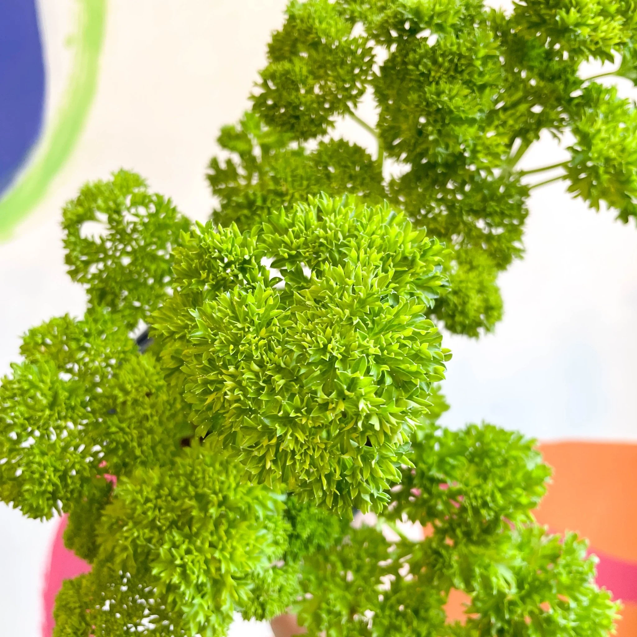 Curly Parsley - Petroselinum crispum 'Frisado' - British Grown Culinary Herbs - Image 2