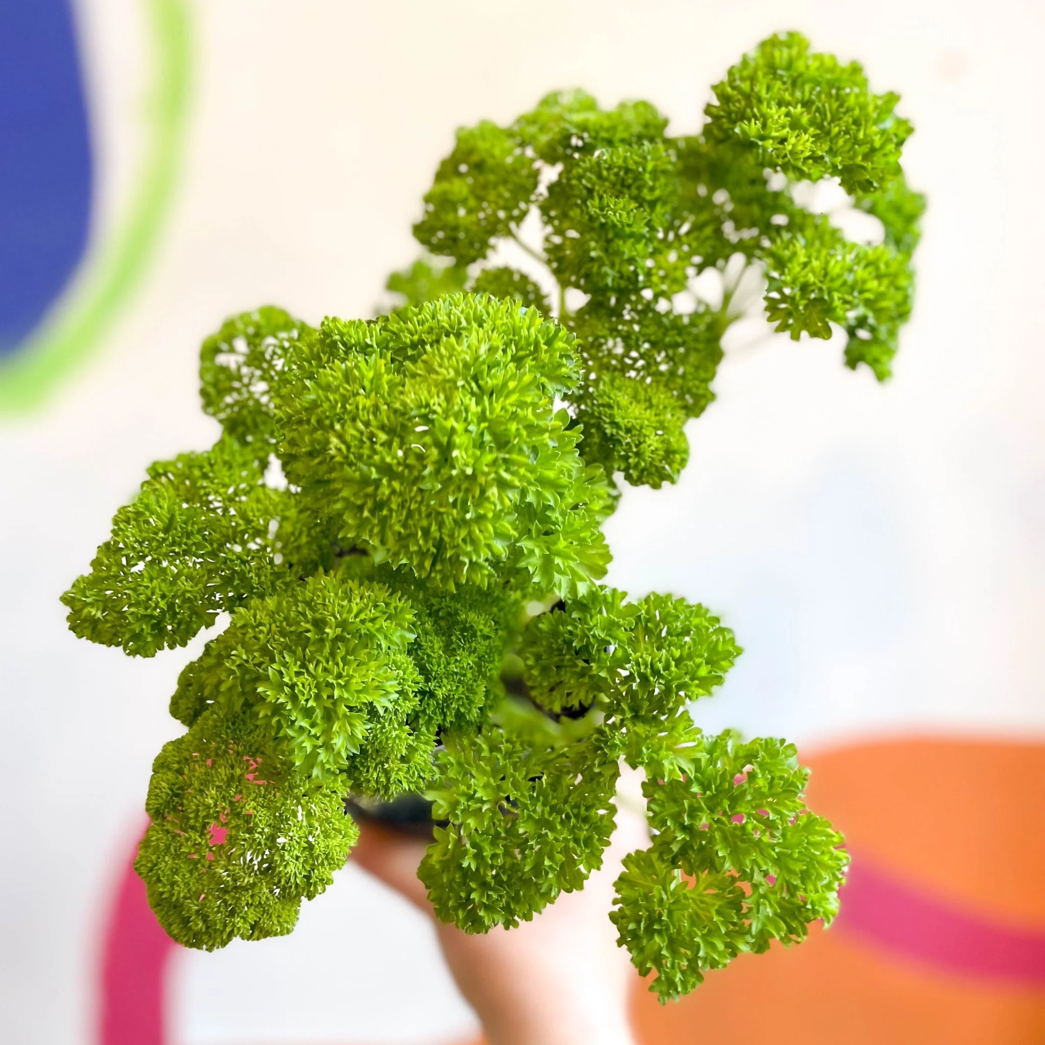 Curly Parsley - Petroselinum crispum 'Frisado' - British Grown Culinary Herbs - Image 3