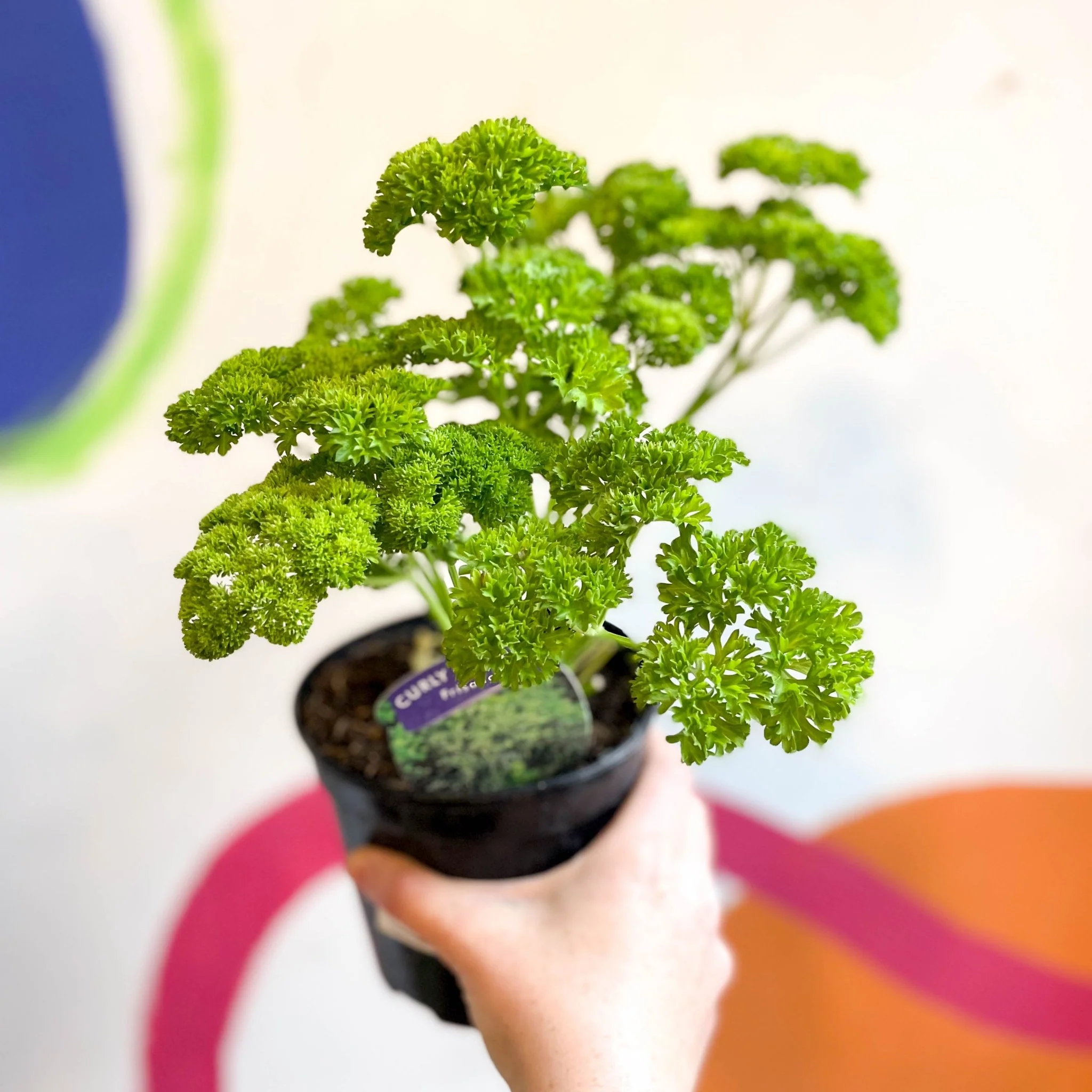 Curly Parsley - Petroselinum crispum 'Frisado' - British Grown Culinary Herbs - Image 4