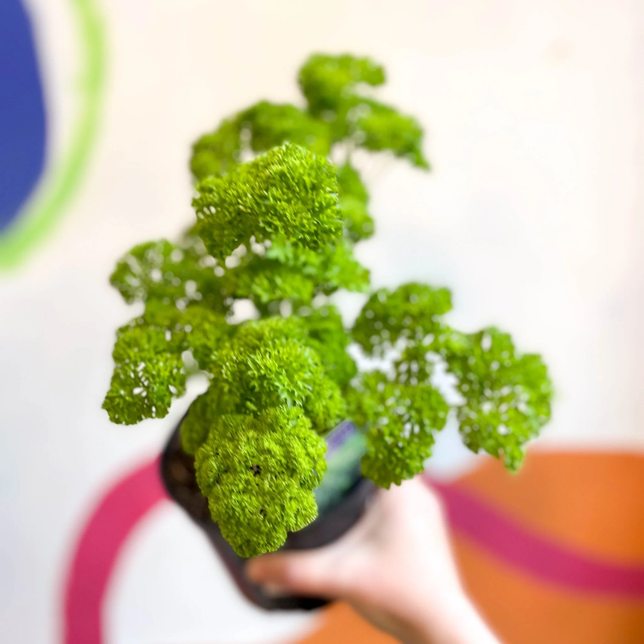 Curly Parsley - Petroselinum crispum 'Frisado' - British Grown Culinary Herbs - Image 5