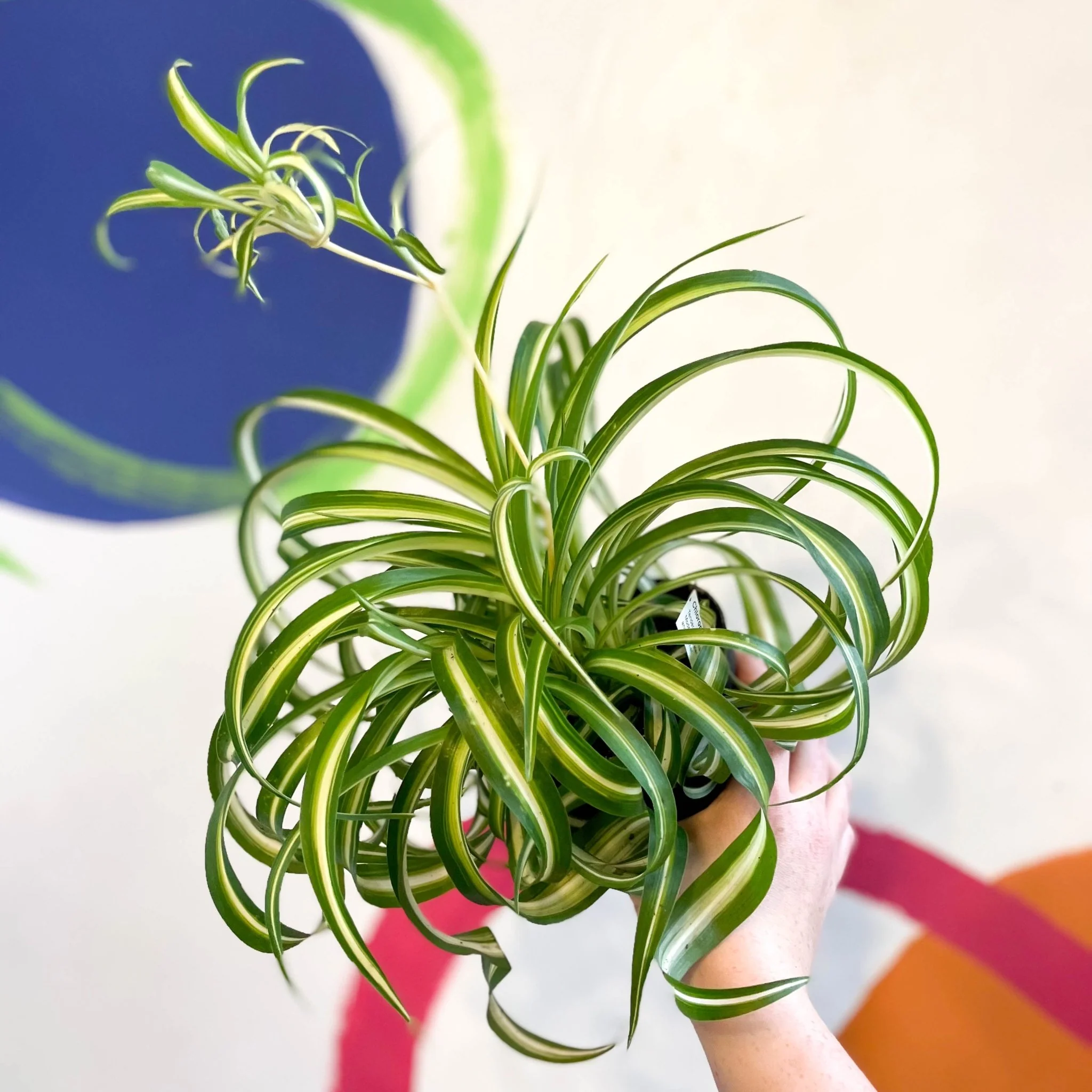 Chlorophytum comosum - Curly Spider Plant - Welsh Grown