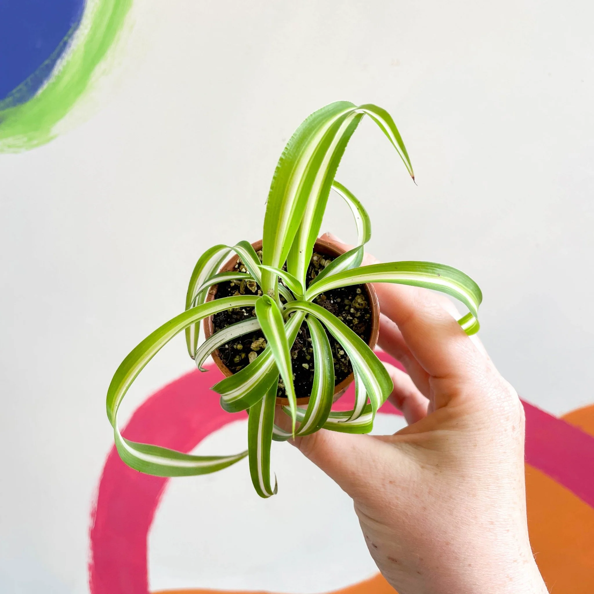 Chlorophytum comosum - Curly Spider Plant - Welsh Grown - Image 10