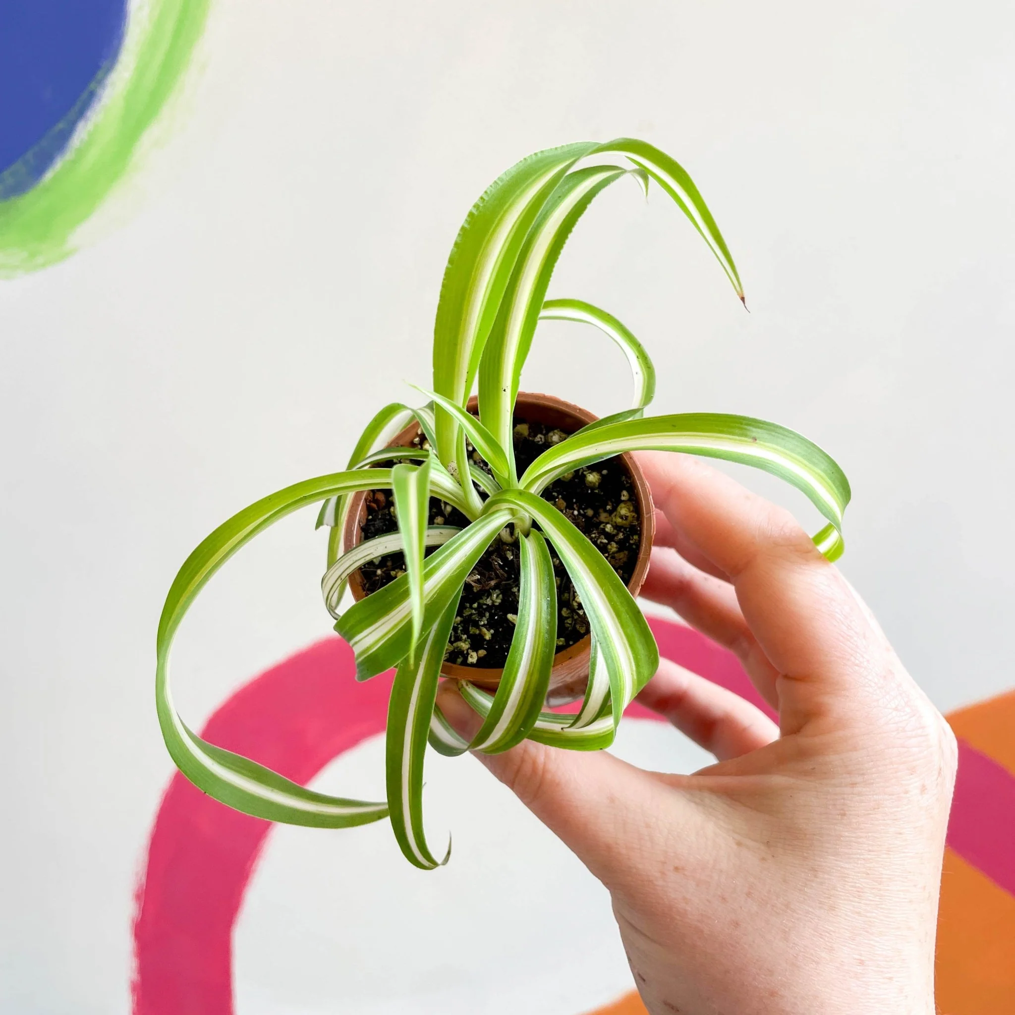 Chlorophytum comosum - Curly Spider Plant - Welsh Grown - Image 11