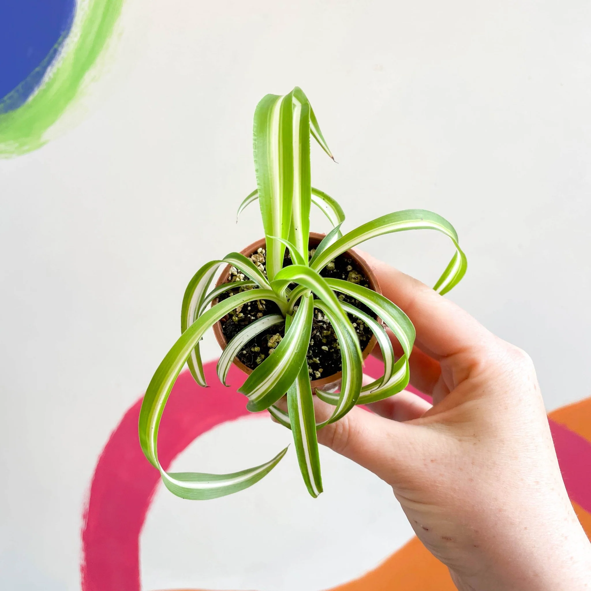 Chlorophytum comosum - Curly Spider Plant - Welsh Grown - Image 12