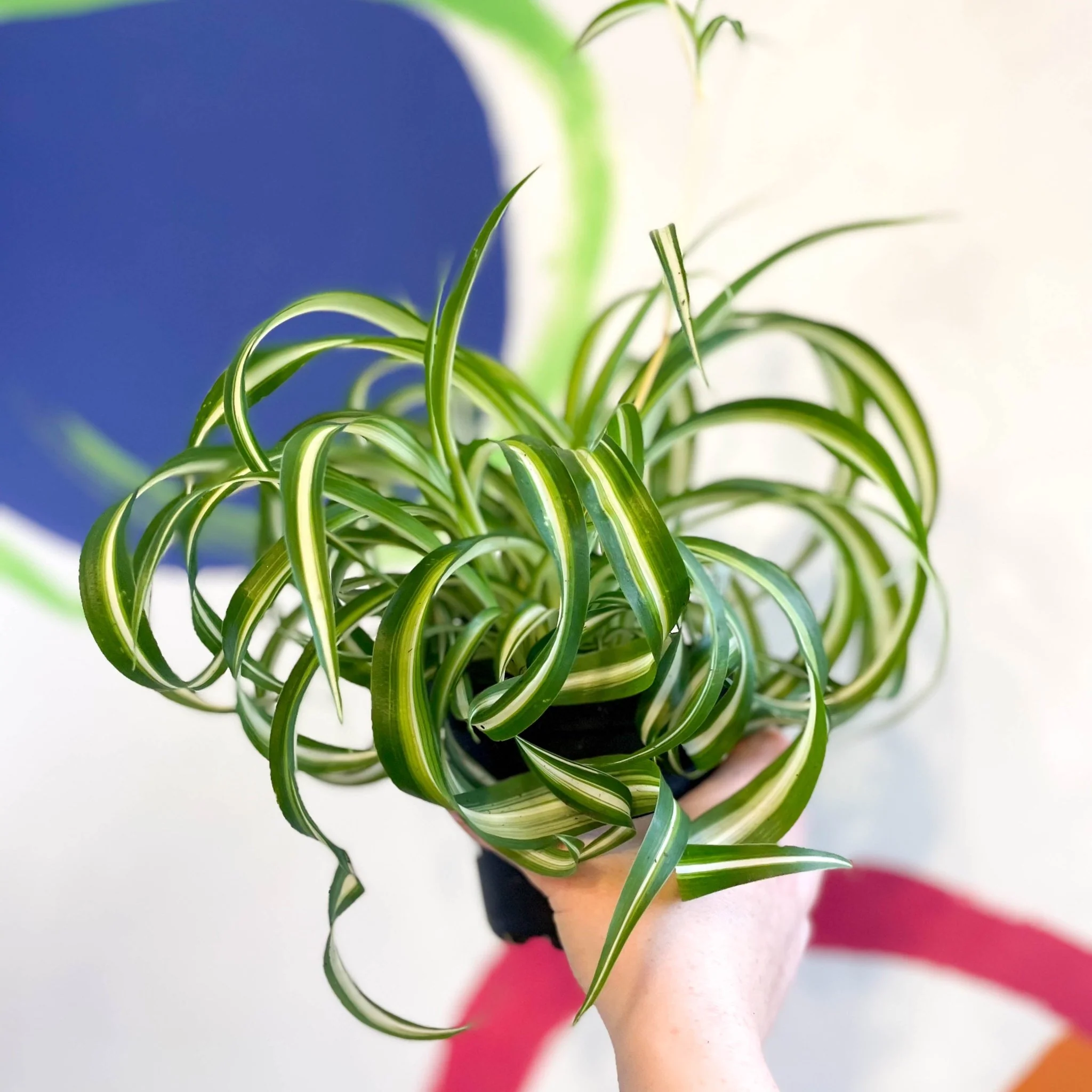 Chlorophytum comosum - Curly Spider Plant - Welsh Grown - Image 2