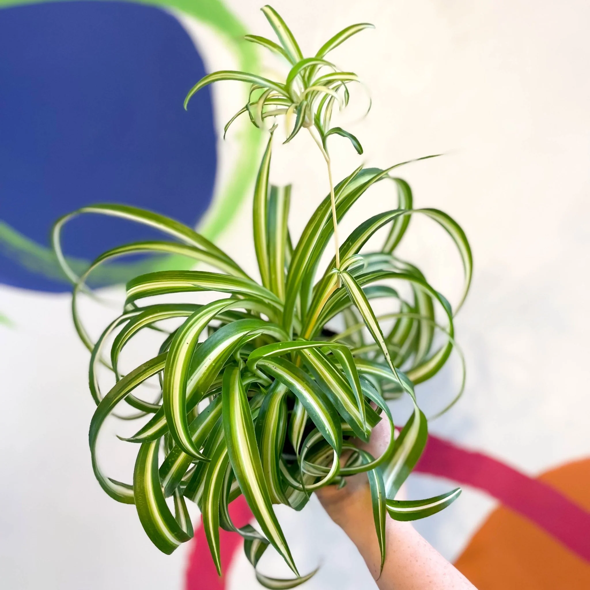 Chlorophytum comosum - Curly Spider Plant - Welsh Grown - Image 3
