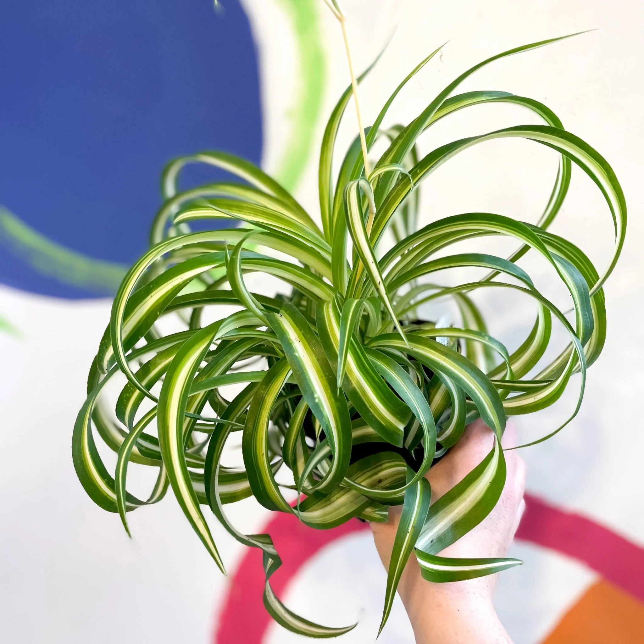Chlorophytum comosum - Curly Spider Plant - Welsh Grown - Image 4