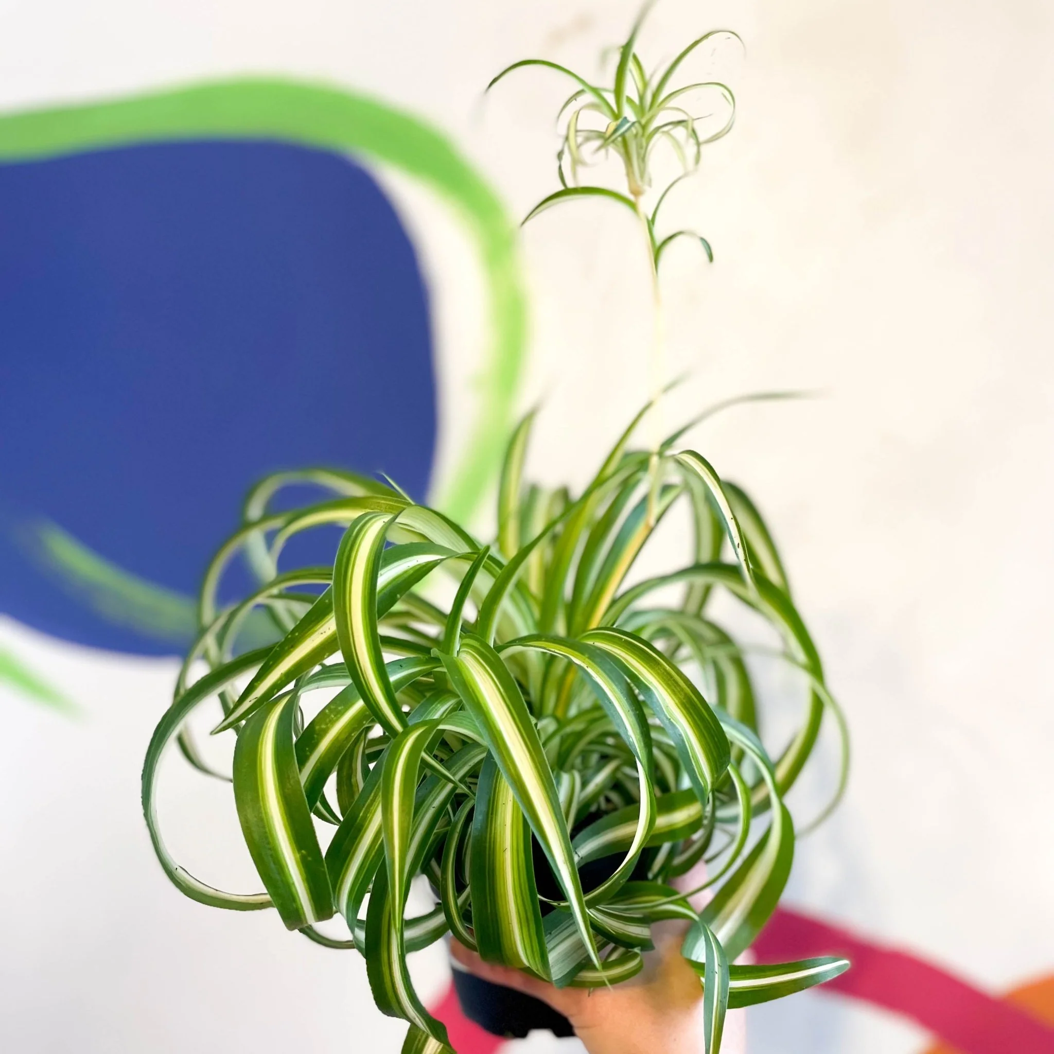Chlorophytum comosum - Curly Spider Plant - Welsh Grown - Image 5