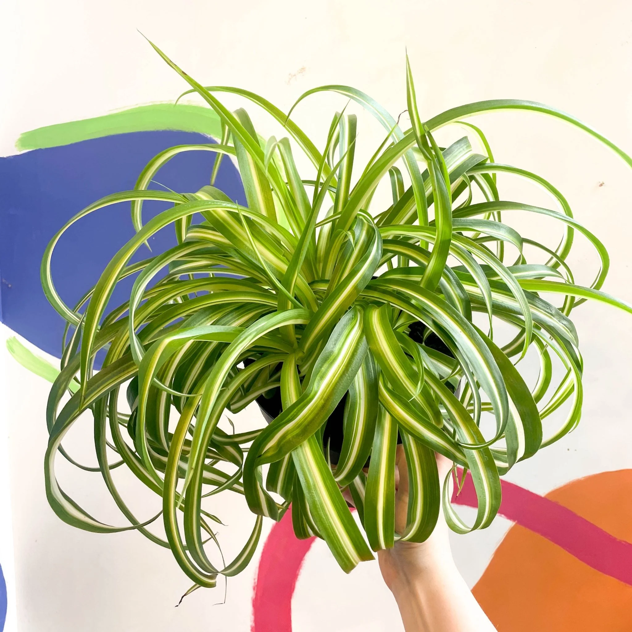 Chlorophytum comosum - Curly Spider Plant - Welsh Grown - Image 6