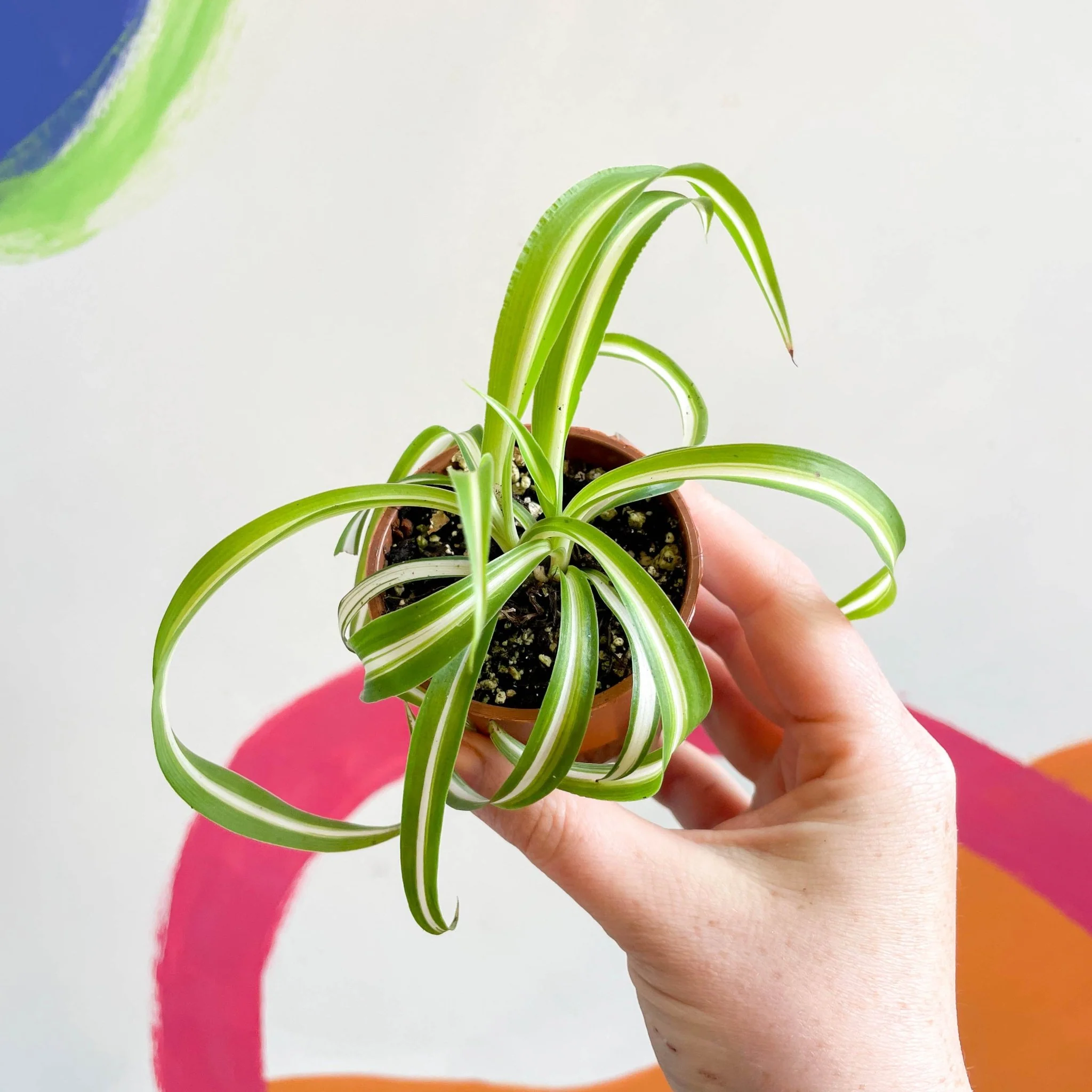 Chlorophytum comosum - Curly Spider Plant - Welsh Grown - Image 7