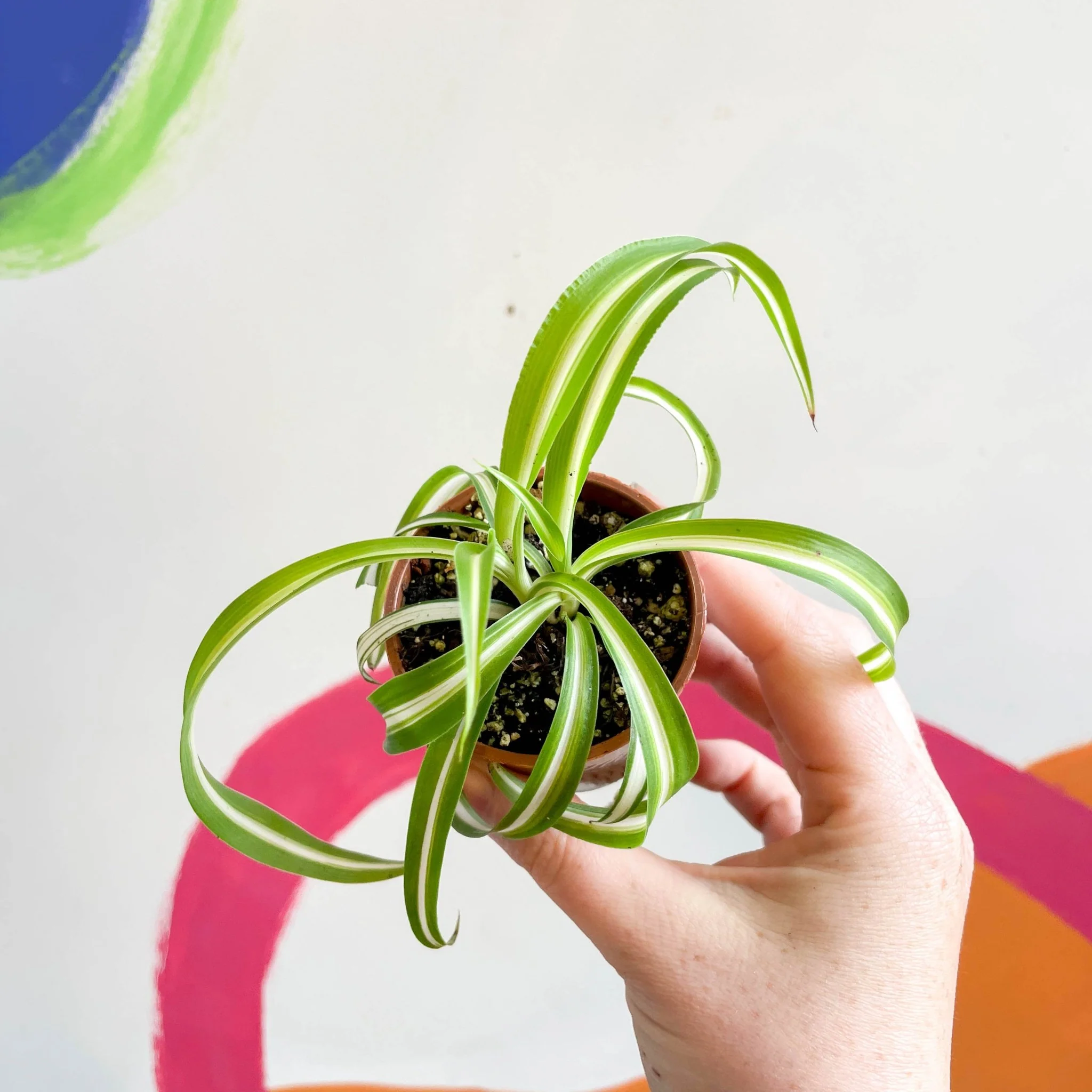 Chlorophytum comosum - Curly Spider Plant - Welsh Grown - Image 8