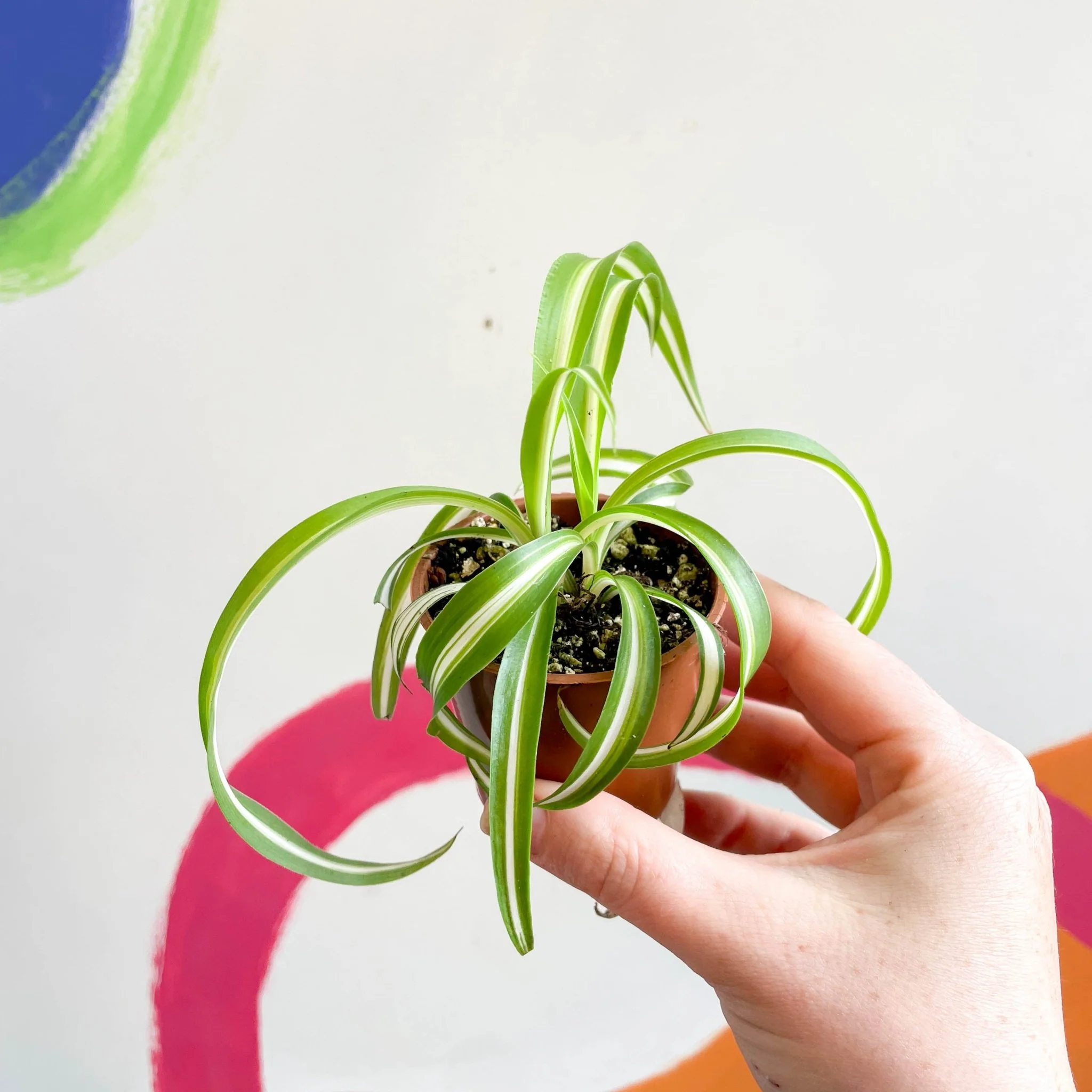 Chlorophytum comosum - Curly Spider Plant - Welsh Grown - Image 9