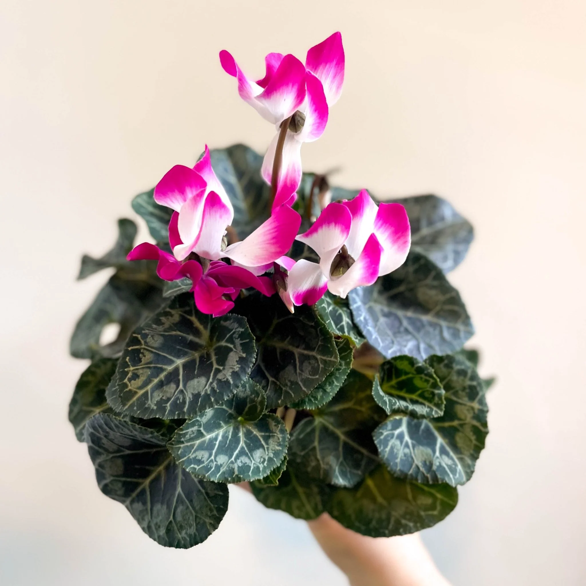 Cyclamen persicum x hybrida 'Indiaka® Magenta Pink' - British Grown