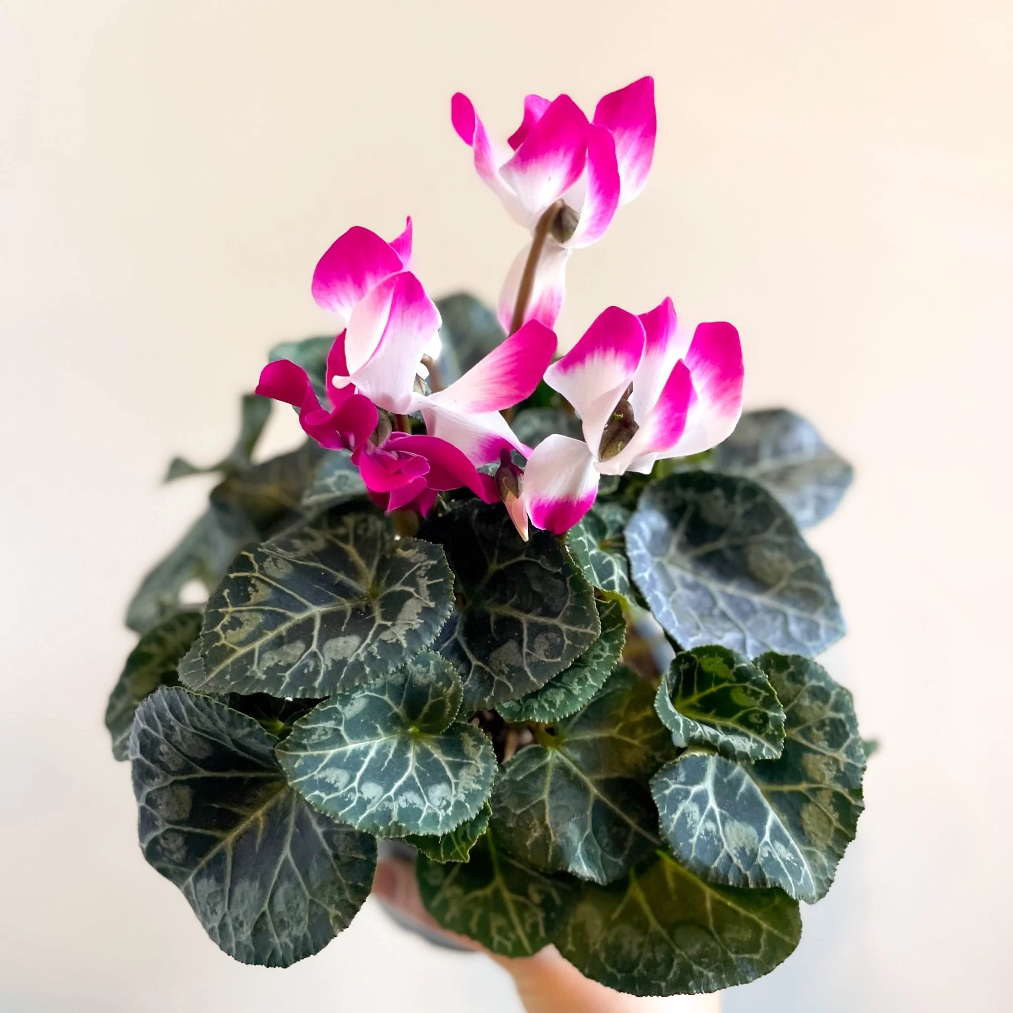 Cyclamen persicum x hybrida 'Indiaka® Magenta Pink' - British Grown - Image 10