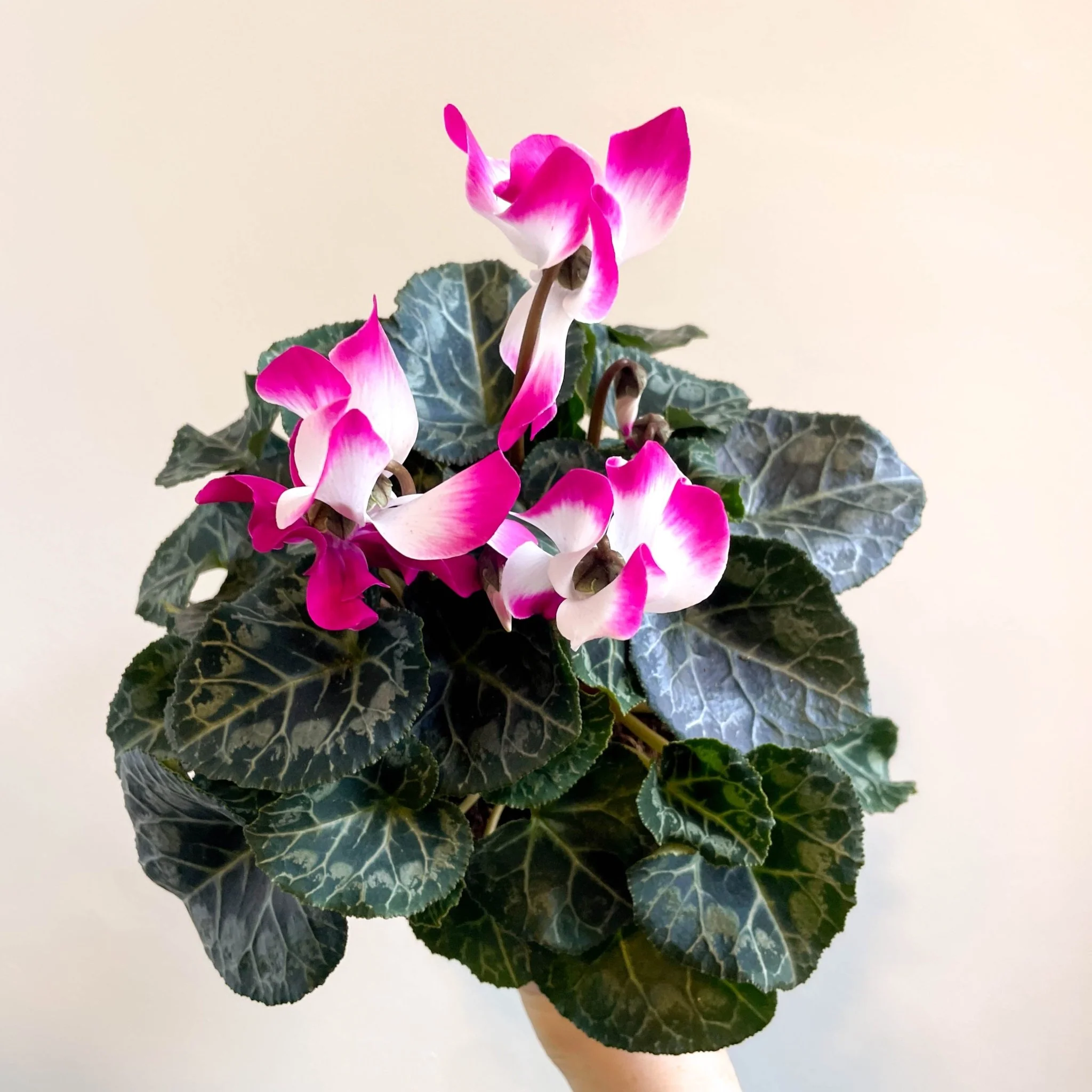 Cyclamen persicum x hybrida 'Indiaka® Magenta Pink' - British Grown - Image 11