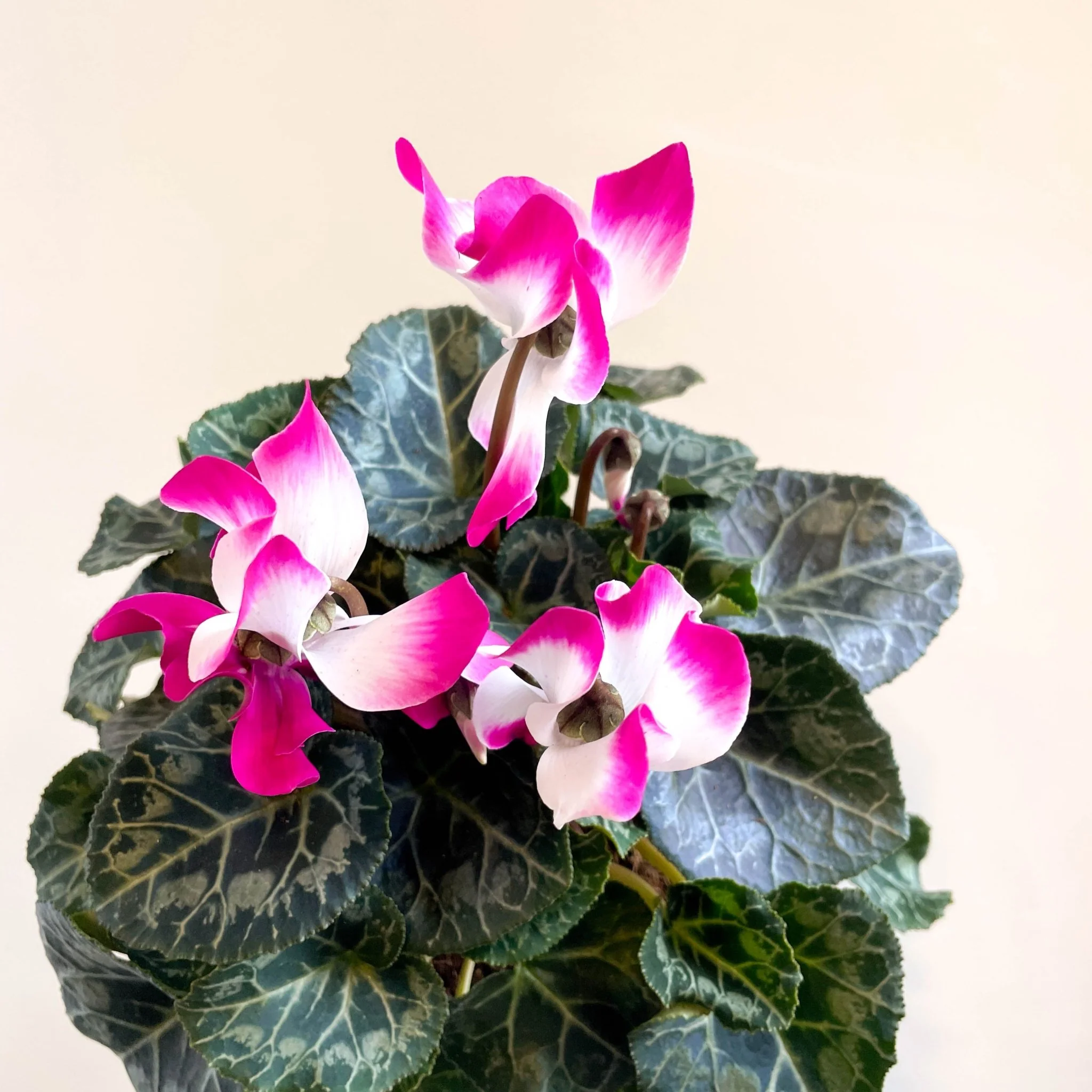 Cyclamen persicum x hybrida 'Indiaka® Magenta Pink' - British Grown - Image 12