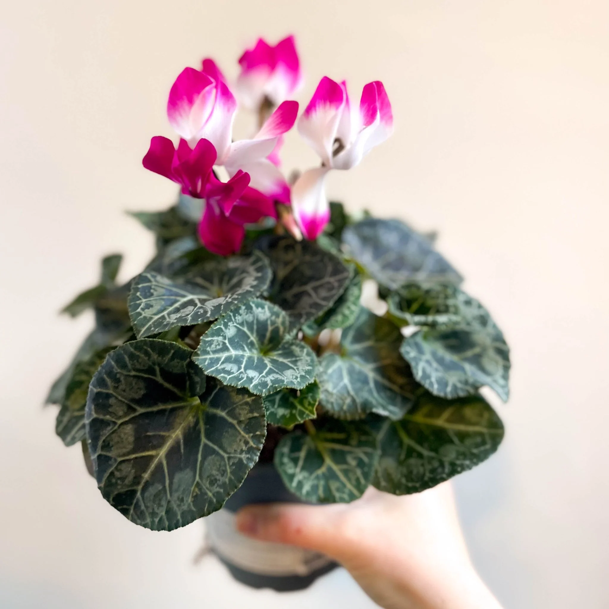 Cyclamen persicum x hybrida 'Indiaka® Magenta Pink' - British Grown - Image 2