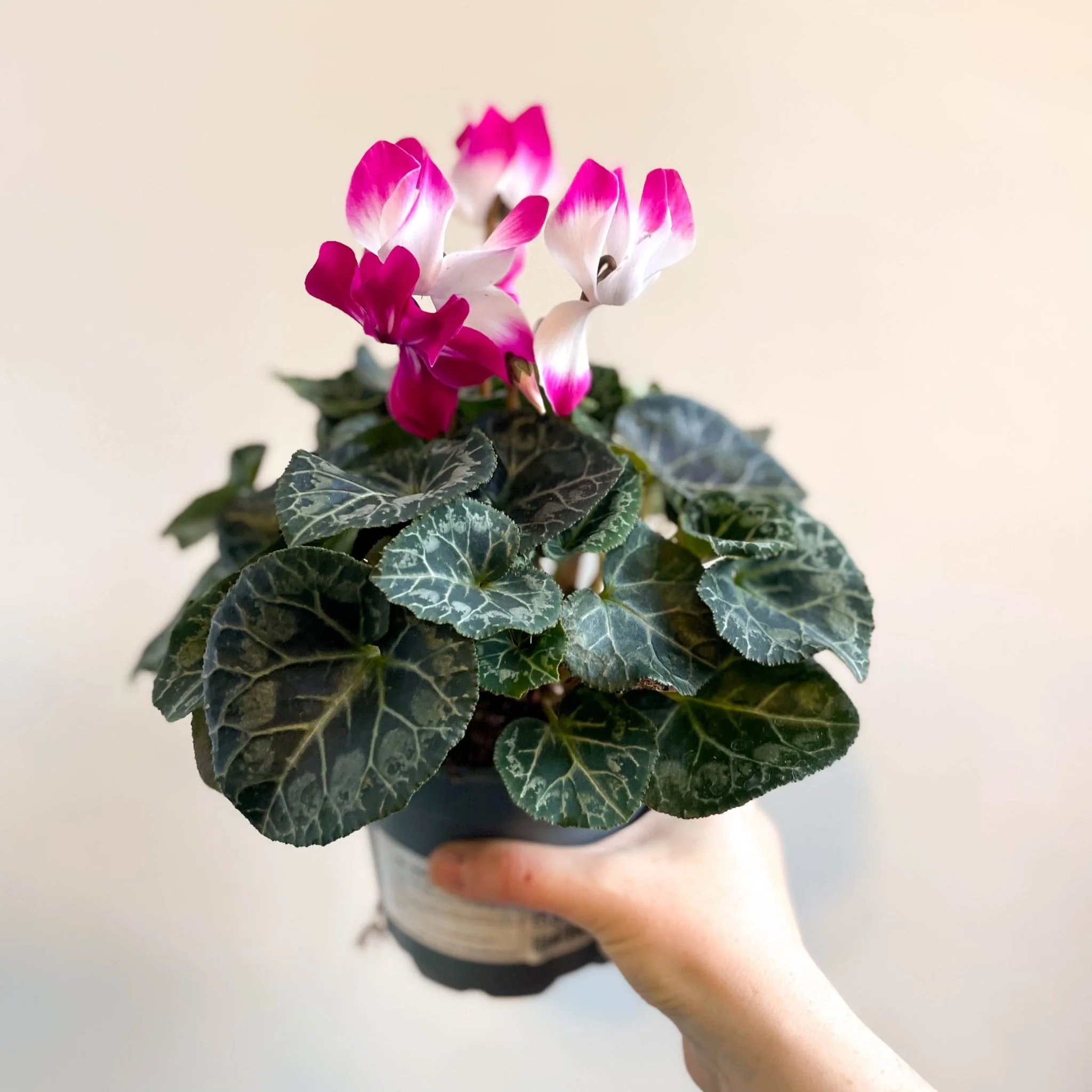 Cyclamen persicum x hybrida 'Indiaka® Magenta Pink' - British Grown - Image 3
