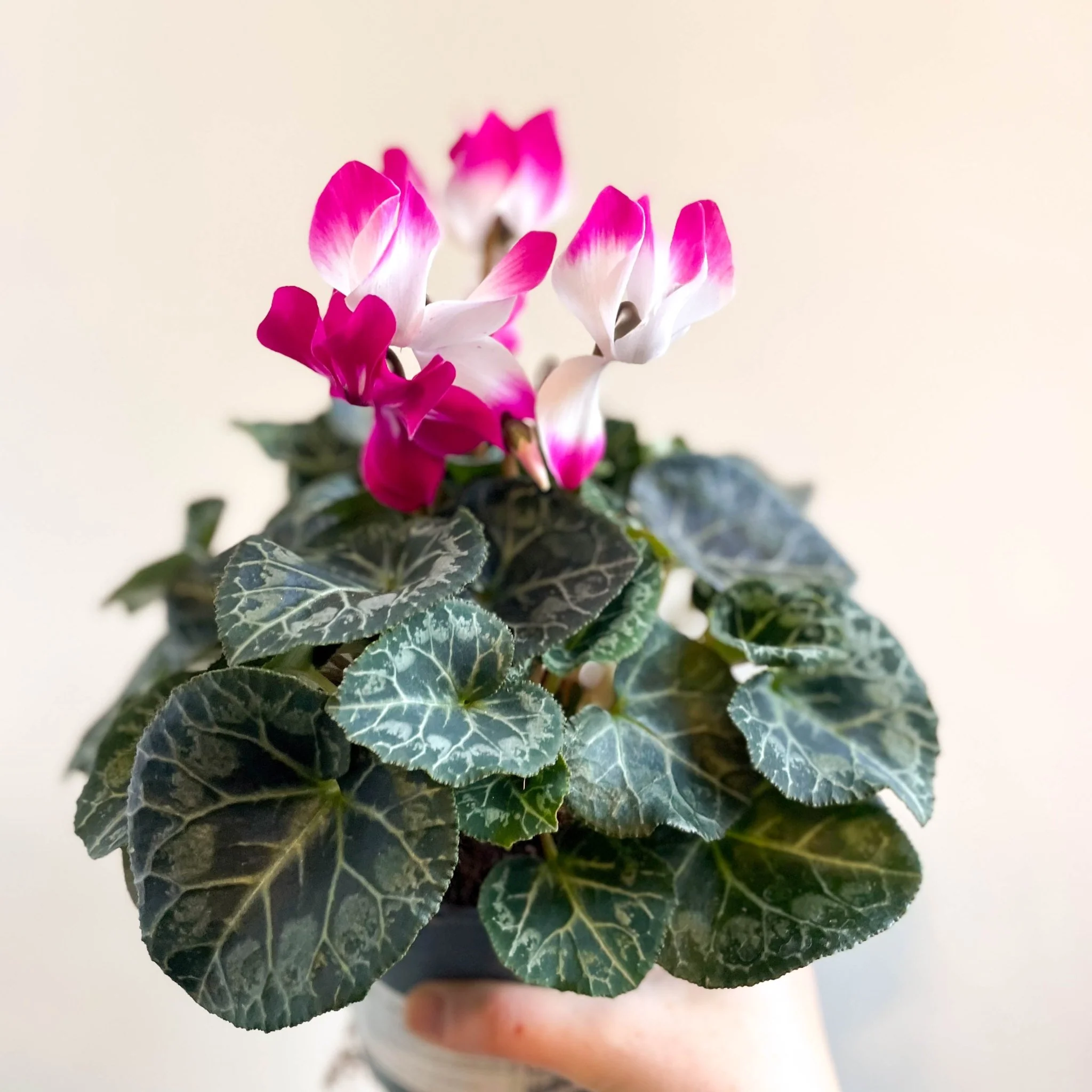 Cyclamen persicum x hybrida 'Indiaka® Magenta Pink' - British Grown - Image 4