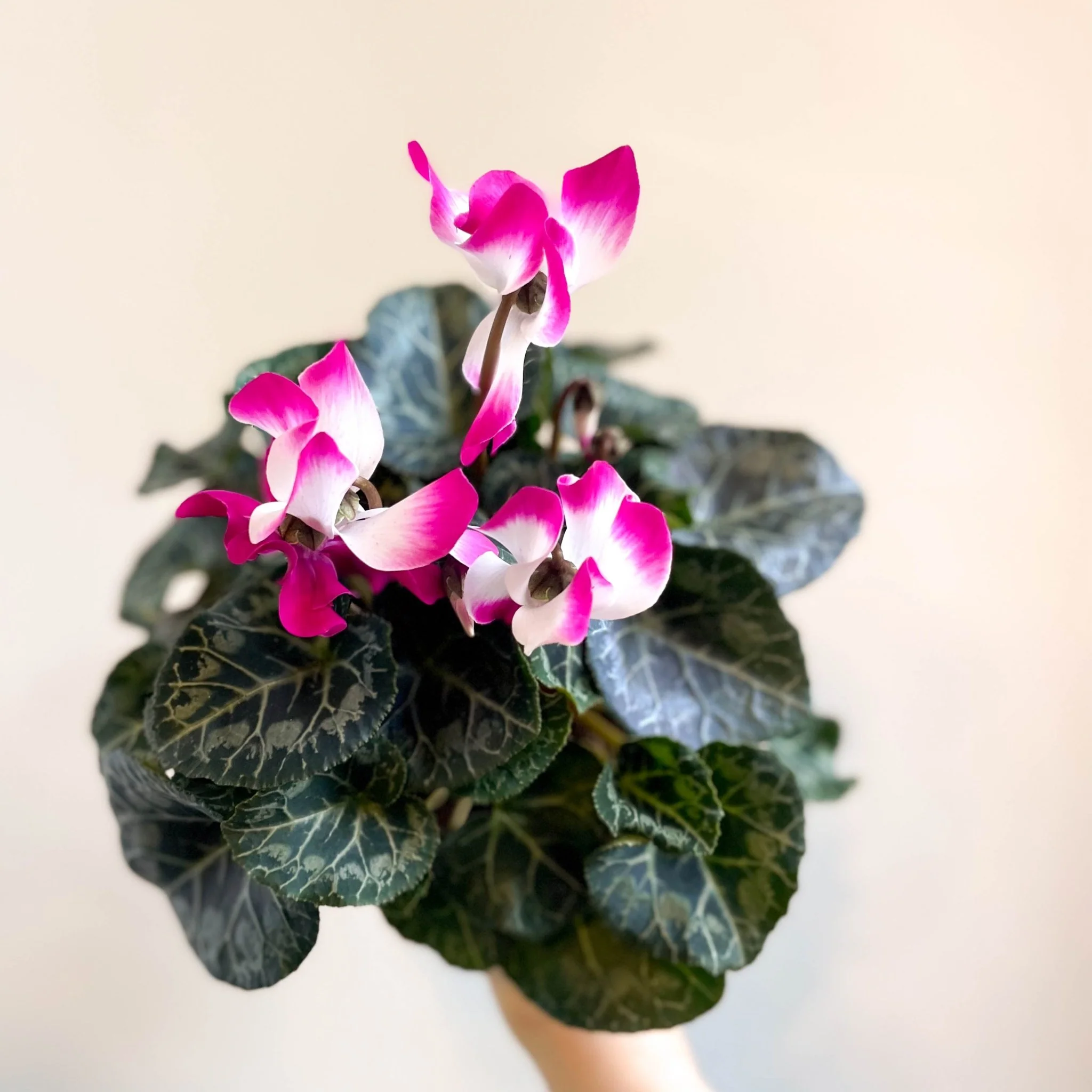 Cyclamen persicum x hybrida 'Indiaka® Magenta Pink' - British Grown - Image 5