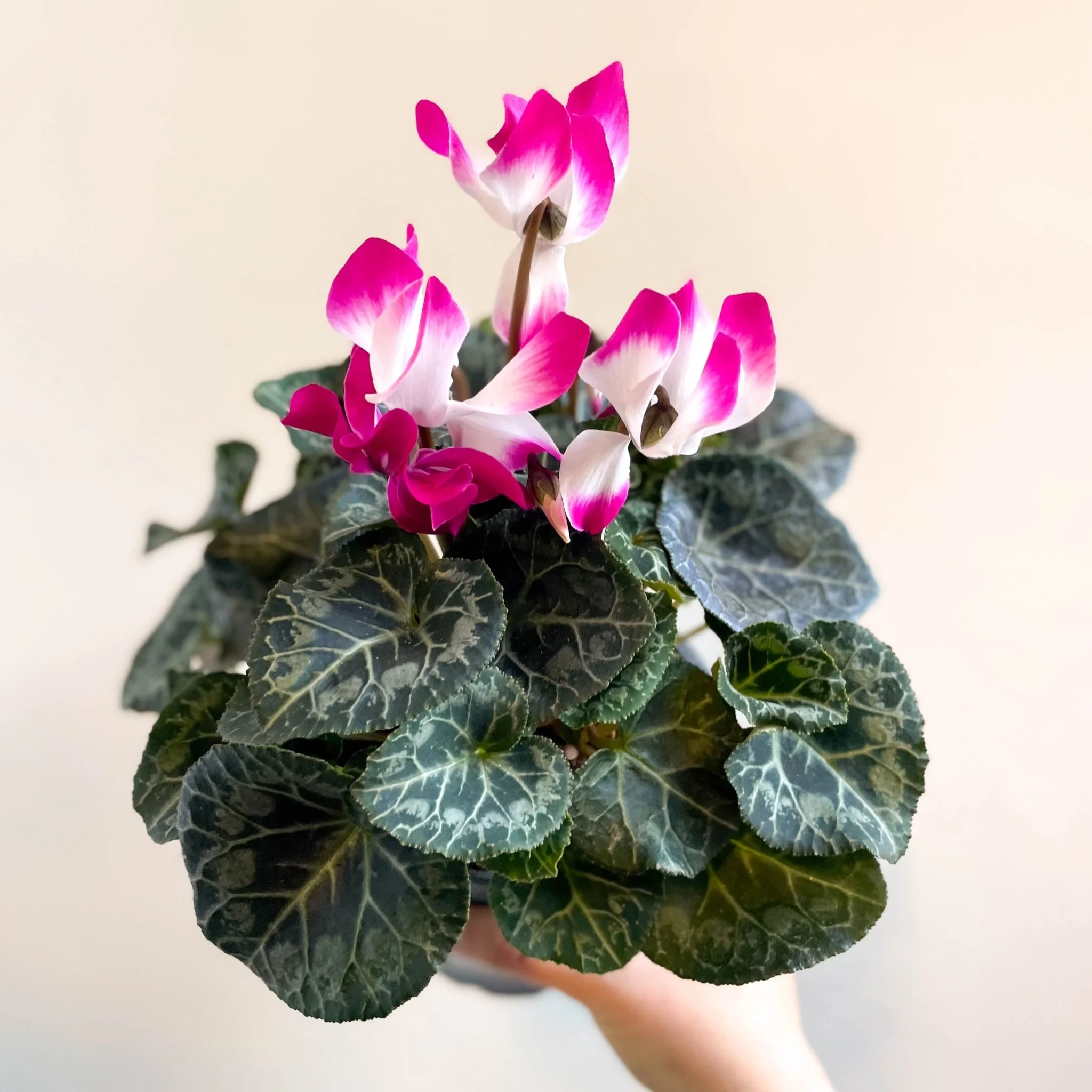 Cyclamen persicum x hybrida 'Indiaka® Magenta Pink' - British Grown - Image 6