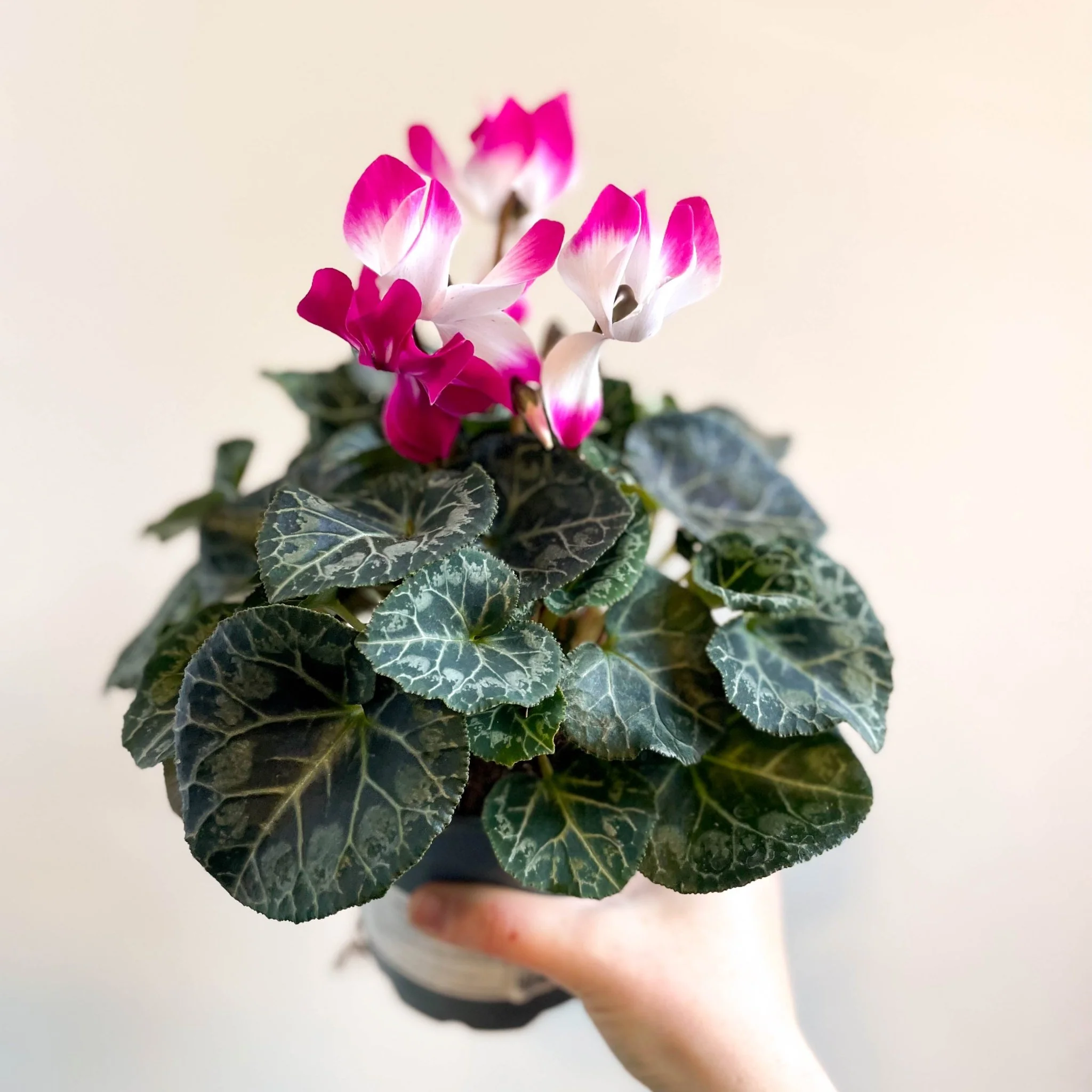 Cyclamen persicum x hybrida 'Indiaka® Magenta Pink' - British Grown - Image 7