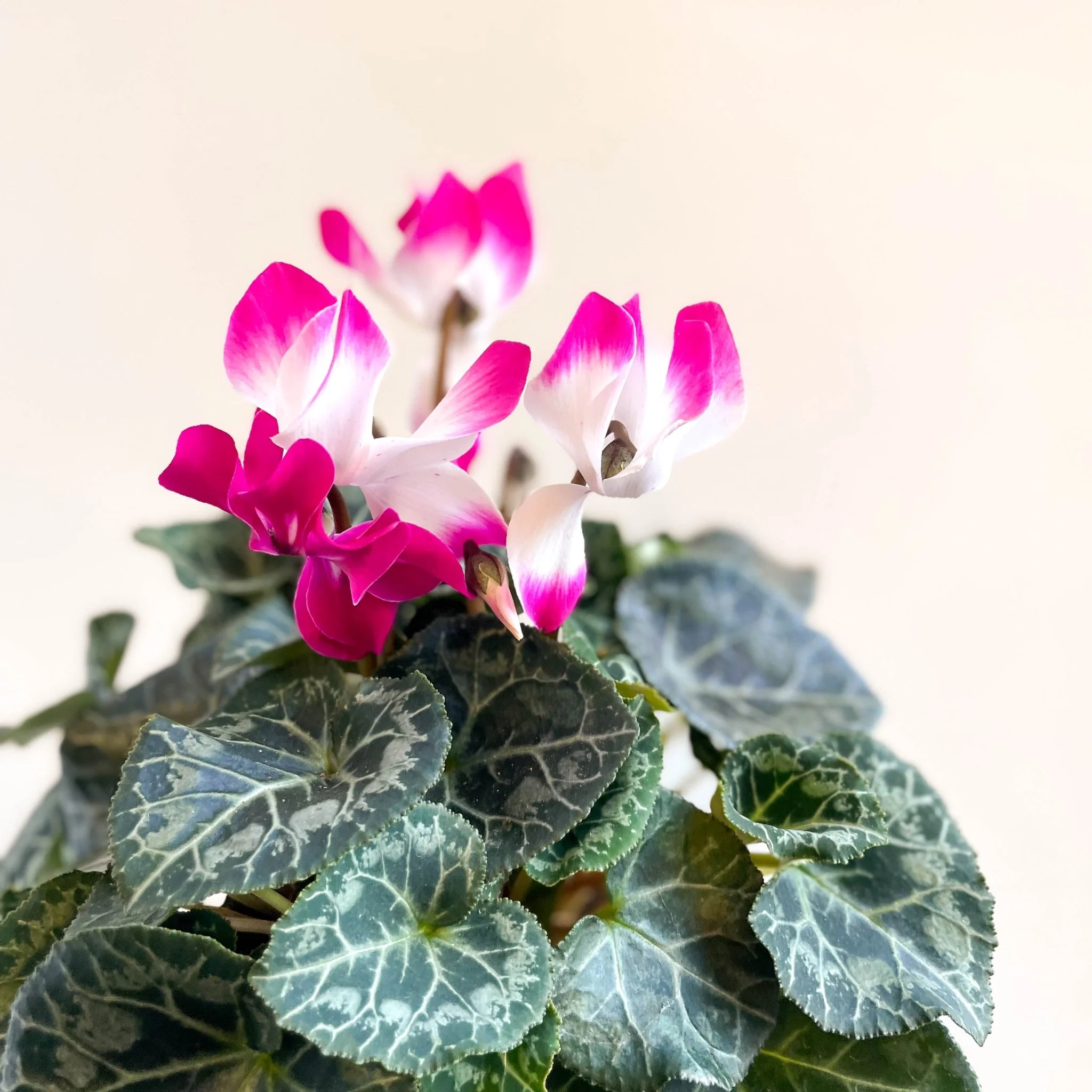 Cyclamen persicum x hybrida 'Indiaka® Magenta Pink' - British Grown - Image 8