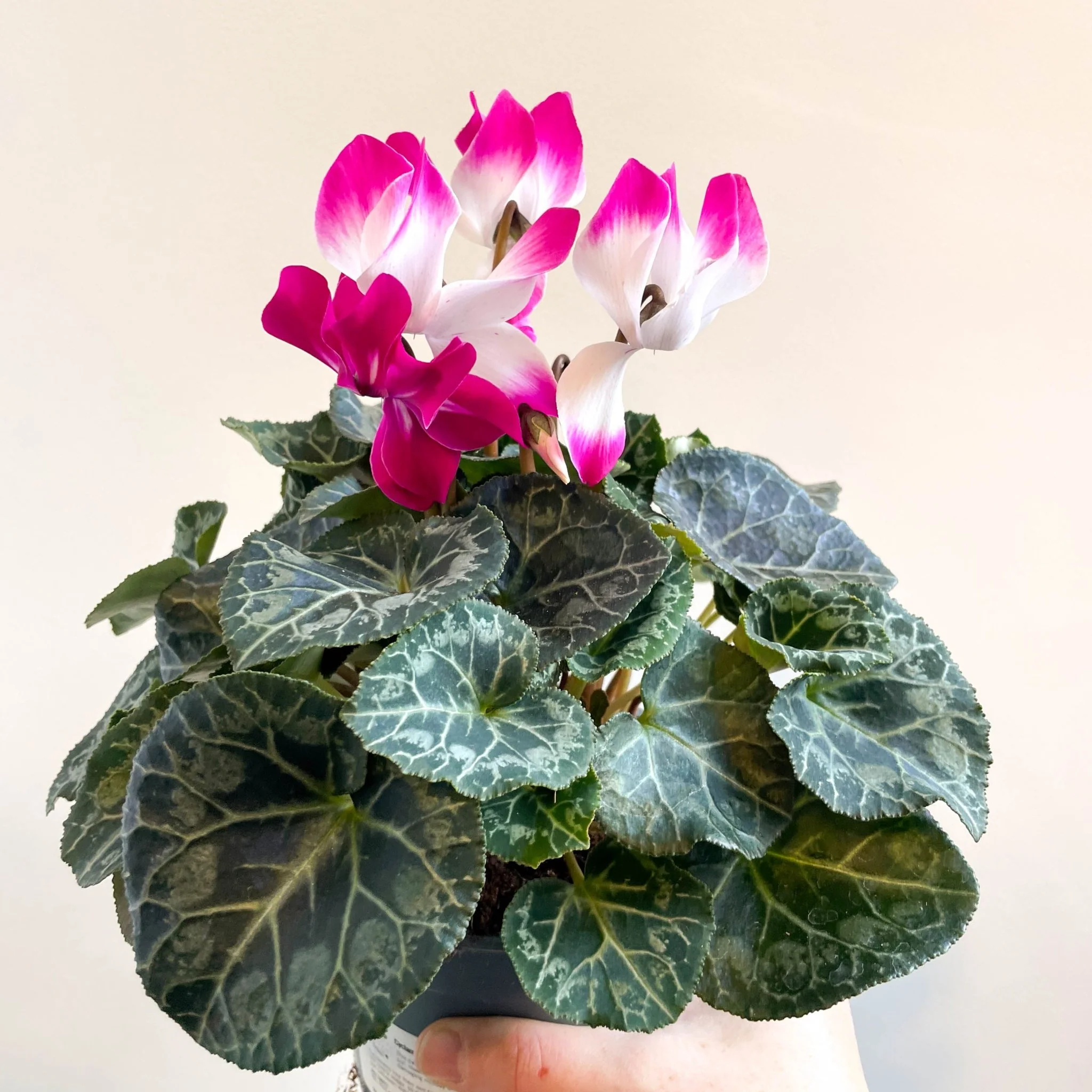 Cyclamen persicum x hybrida 'Indiaka® Magenta Pink' - British Grown - Image 9