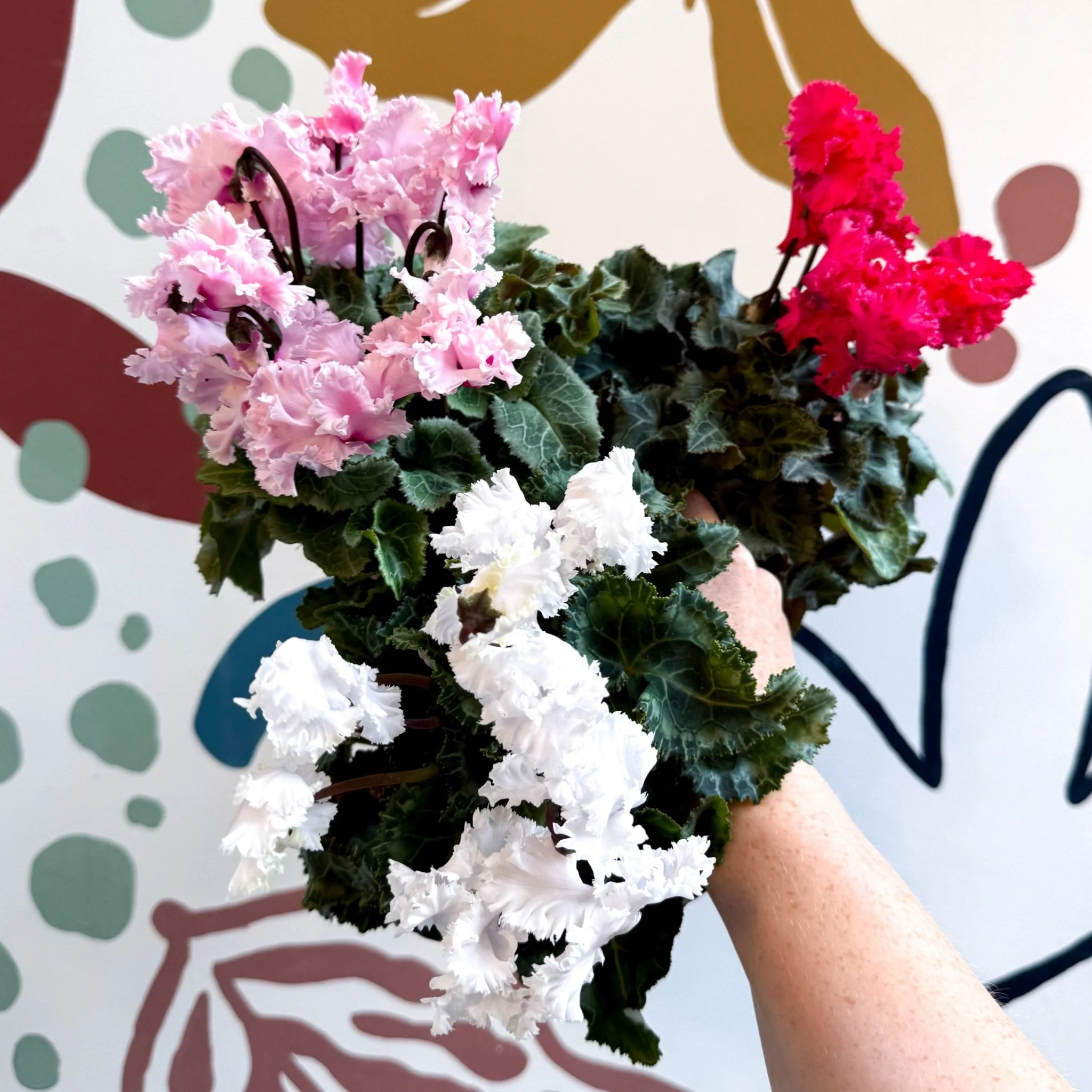 Cyclamen persicum ‘Merengue’ - Mixed Colour Ruffled Florist Cyclamen