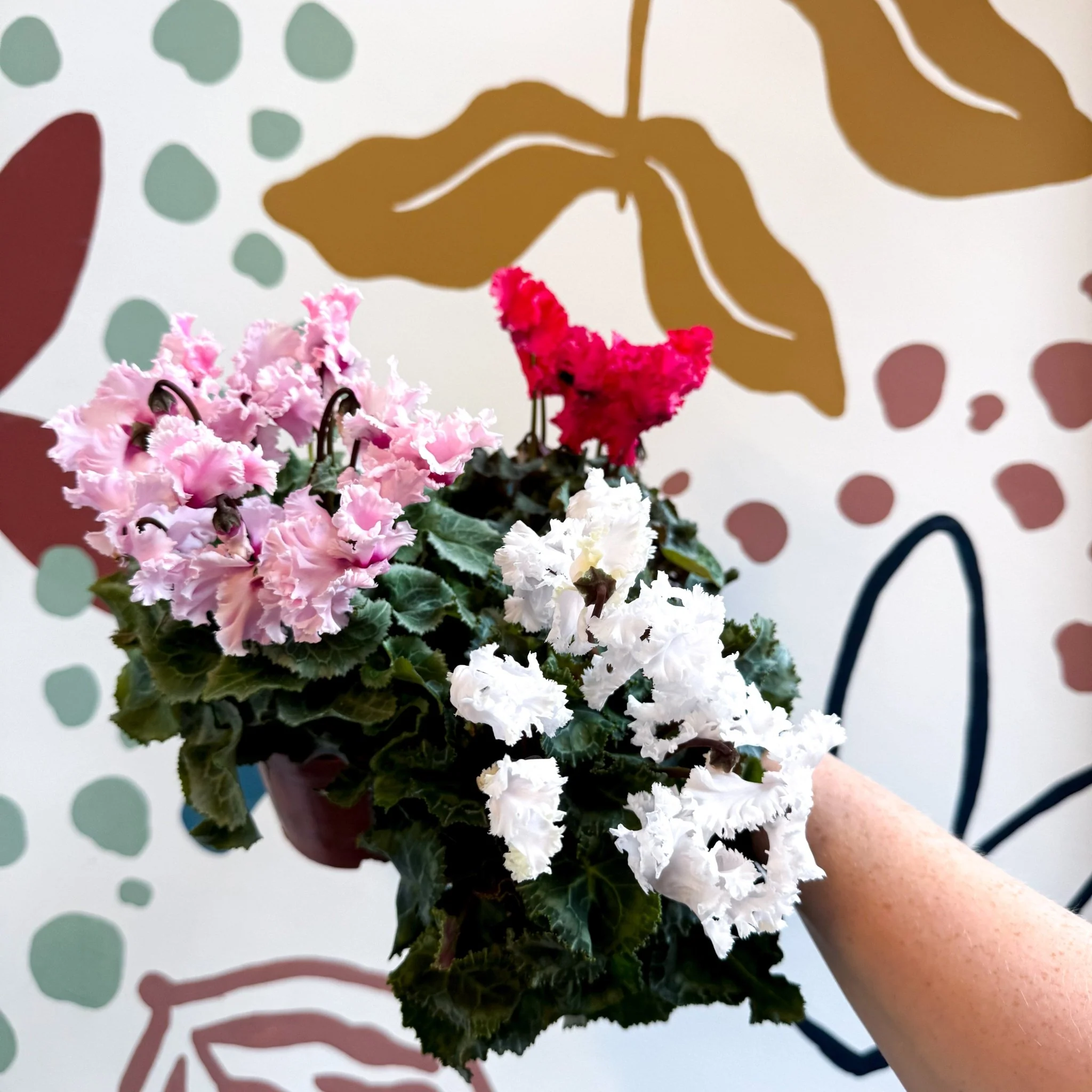 Cyclamen persicum ‘Merengue’ - Mixed Colour Ruffled Florist Cyclamen - Image 10