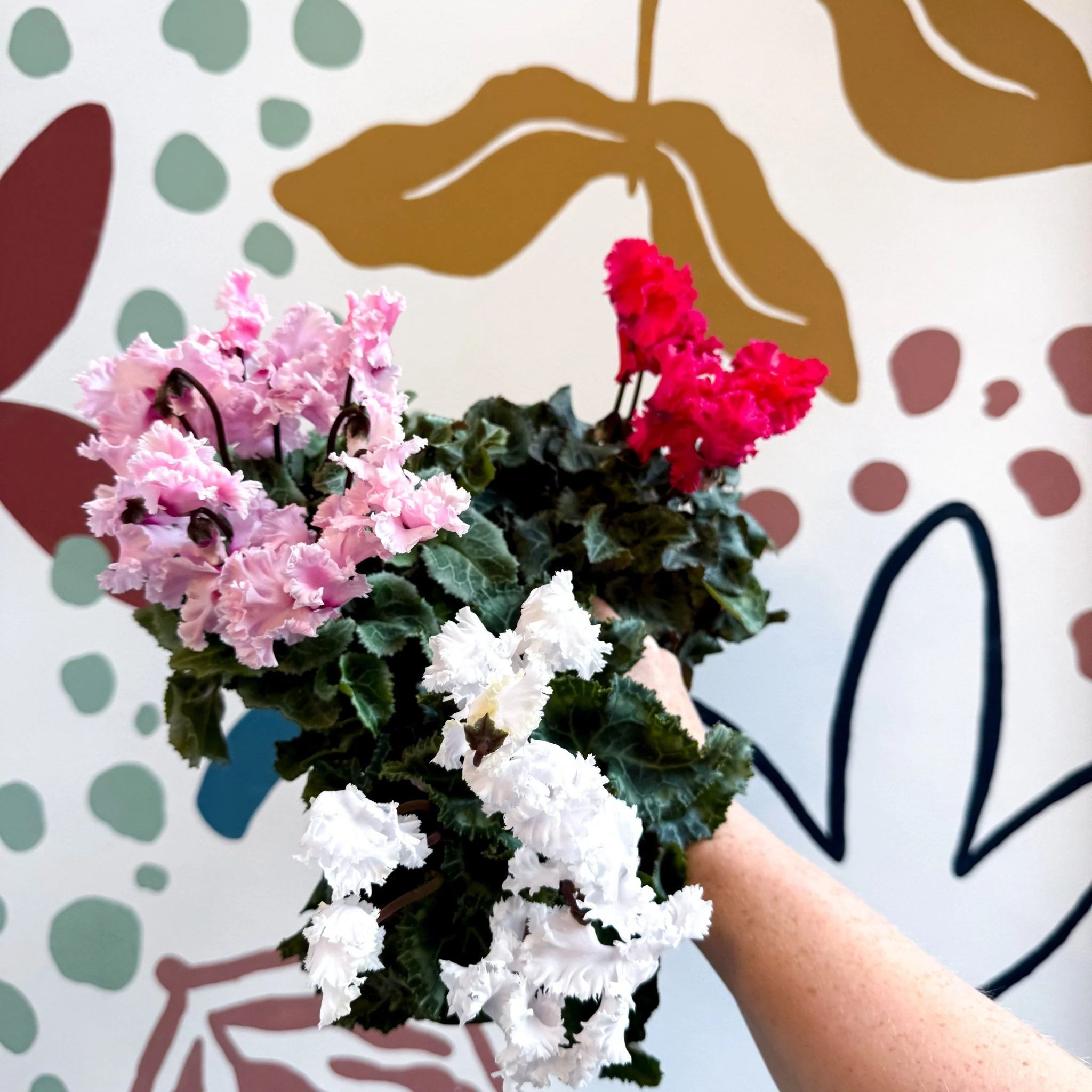 Cyclamen persicum ‘Merengue’ - Mixed Colour Ruffled Florist Cyclamen - Image 11