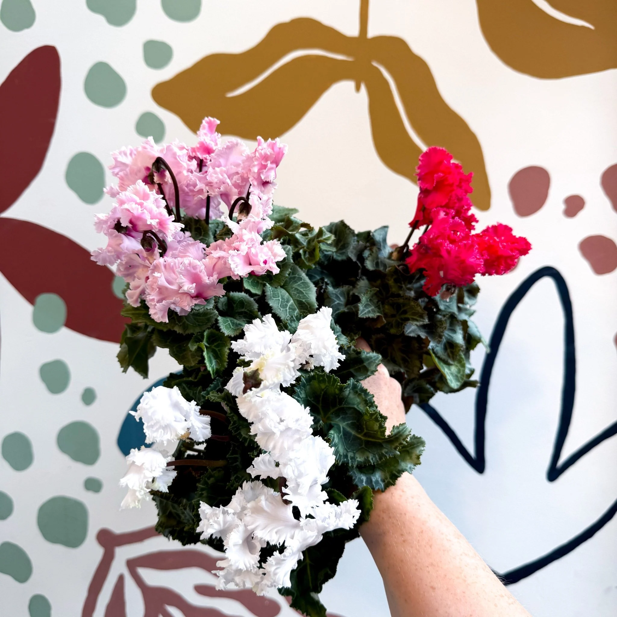 Cyclamen persicum ‘Merengue’ - Mixed Colour Ruffled Florist Cyclamen - Image 2