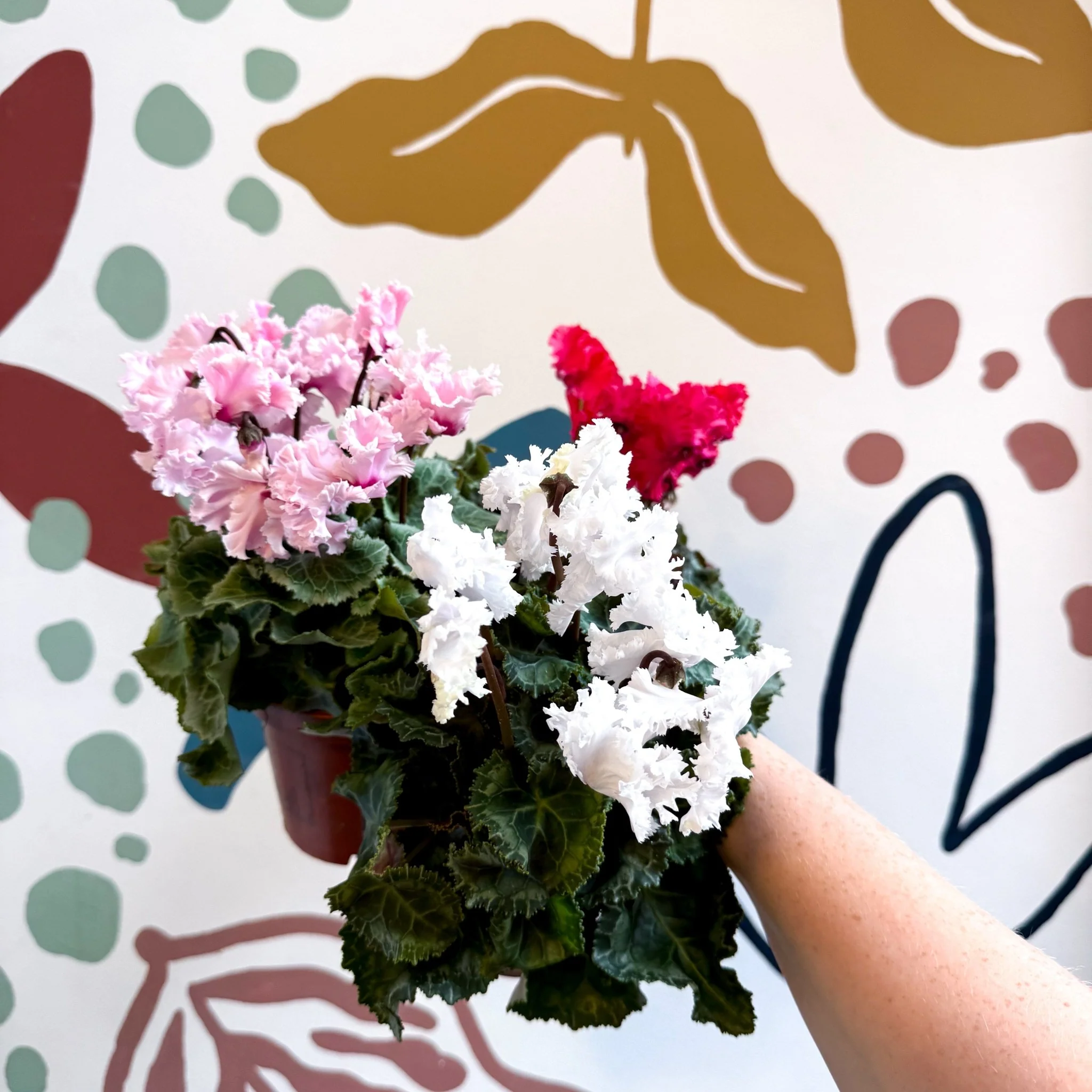 Cyclamen persicum ‘Merengue’ - Mixed Colour Ruffled Florist Cyclamen - Image 5