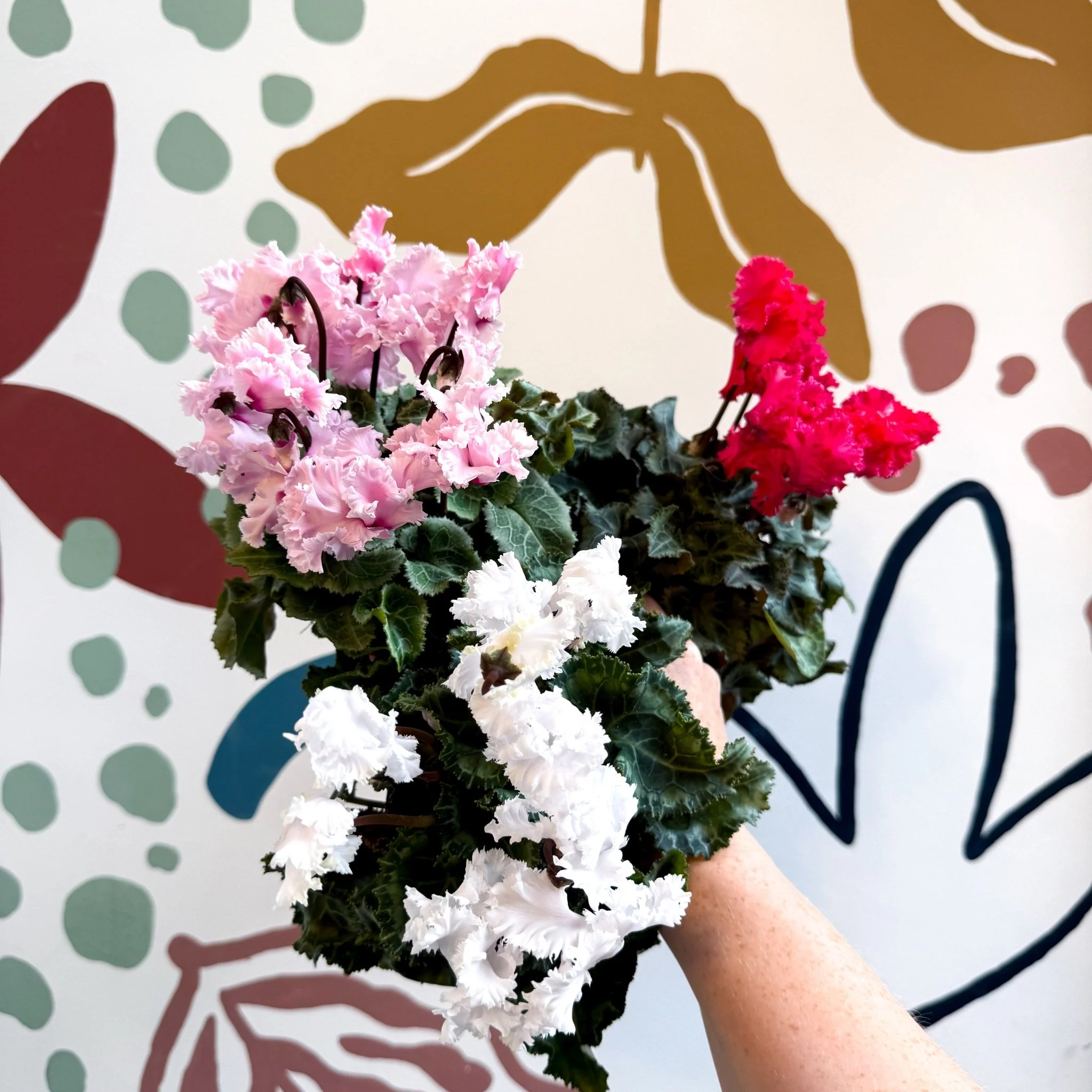 Cyclamen persicum ‘Merengue’ - Mixed Colour Ruffled Florist Cyclamen - Image 6