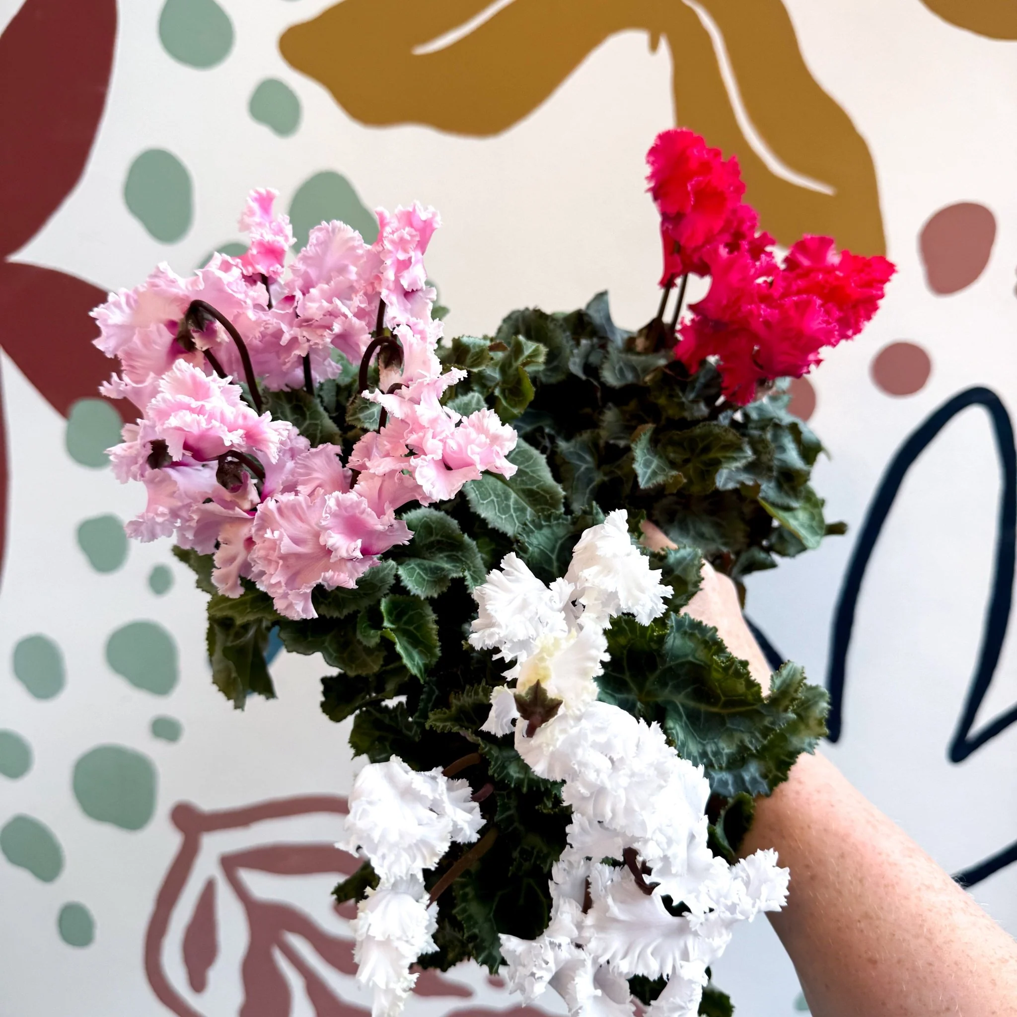 Cyclamen persicum ‘Merengue’ - Mixed Colour Ruffled Florist Cyclamen - Image 7