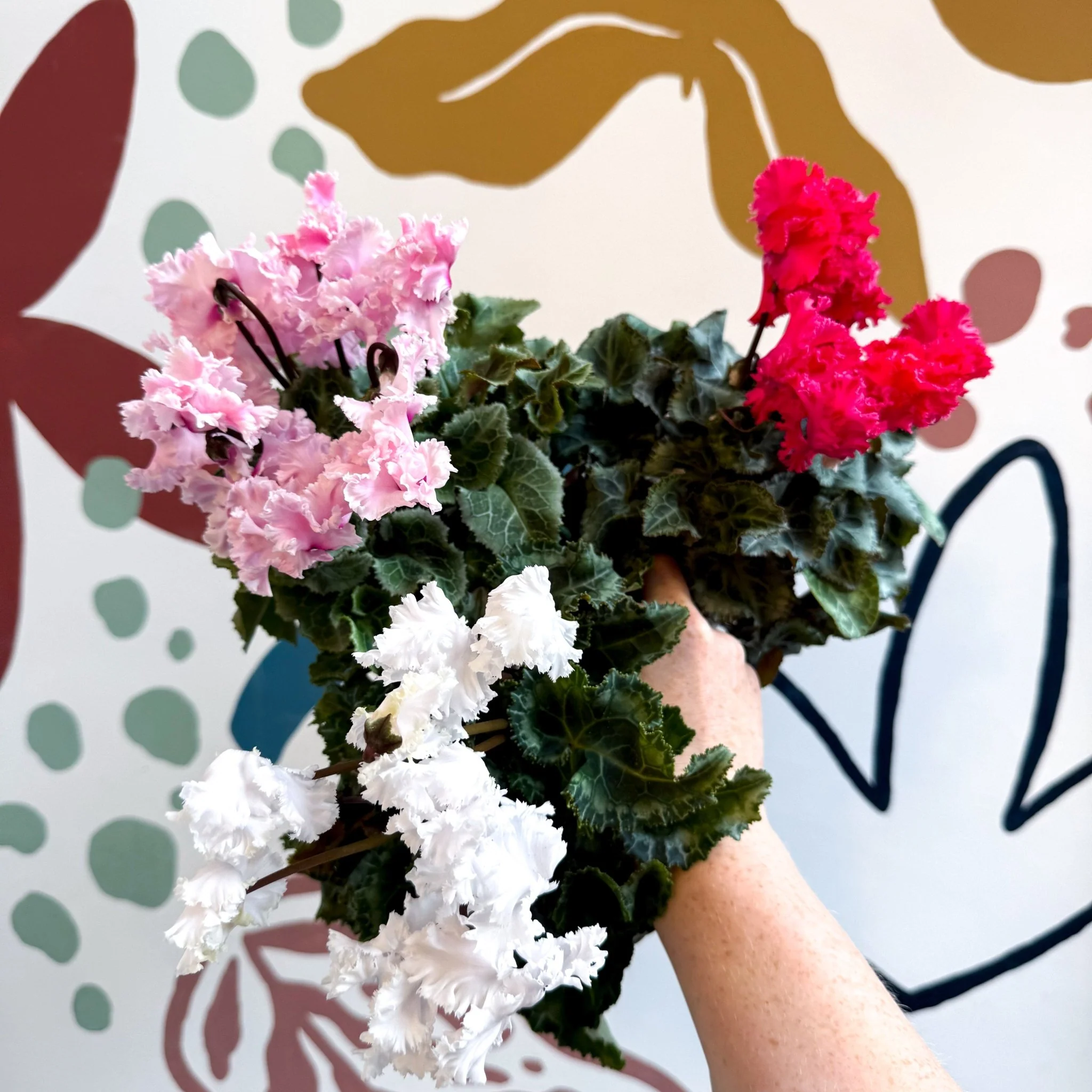 Cyclamen persicum ‘Merengue’ - Mixed Colour Ruffled Florist Cyclamen - Image 8