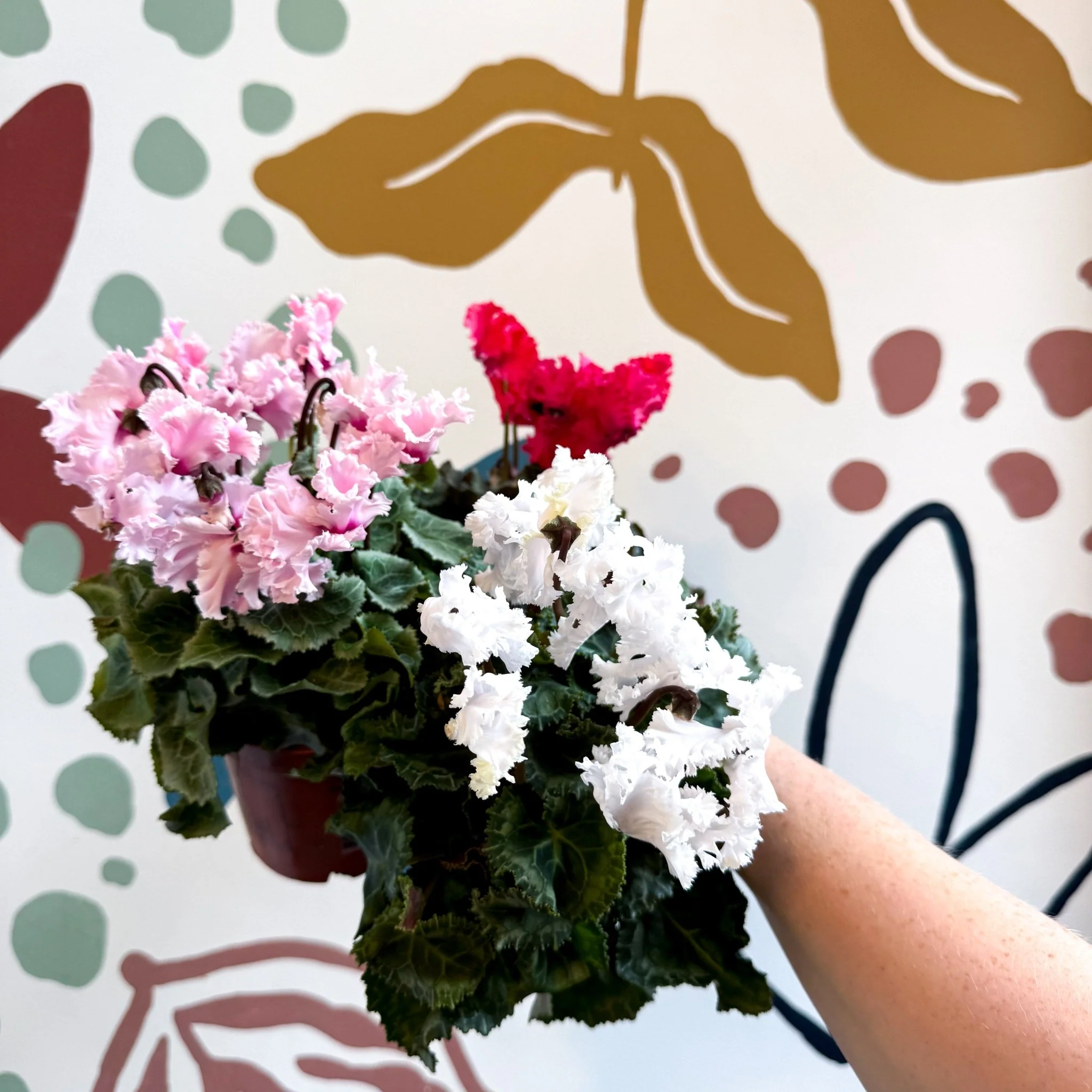 Cyclamen persicum ‘Merengue’ - Mixed Colour Ruffled Florist Cyclamen - Image 9