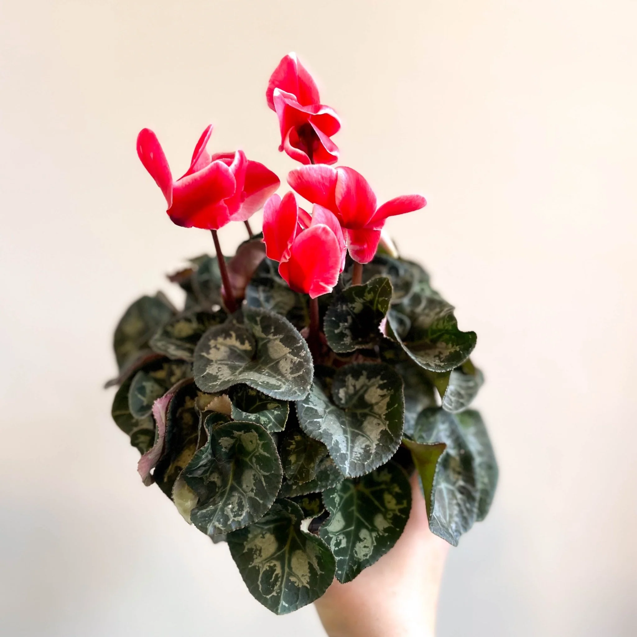 Cyclamen 'Red Wine' - British Grown