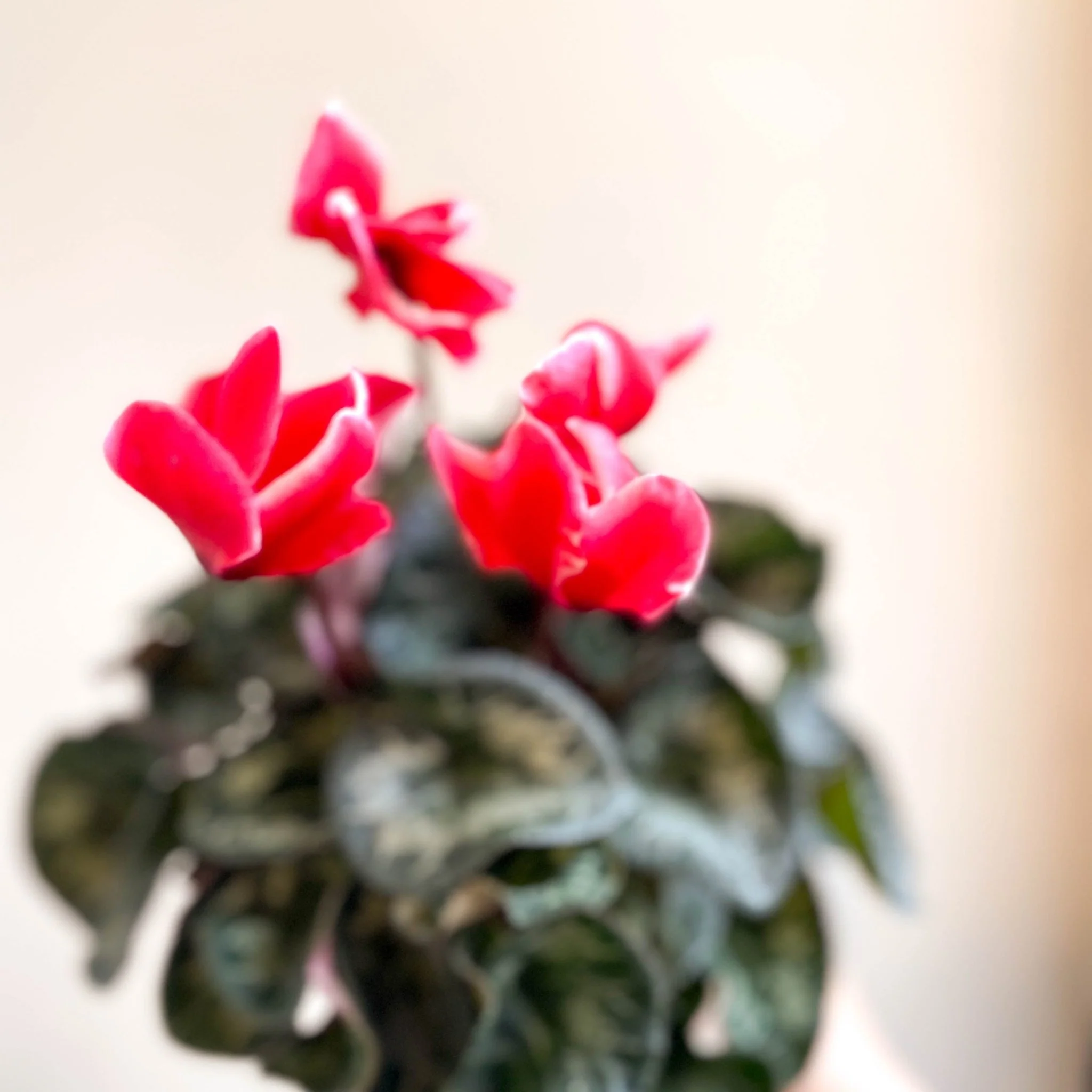 Cyclamen 'Red Wine' - British Grown - Image 10