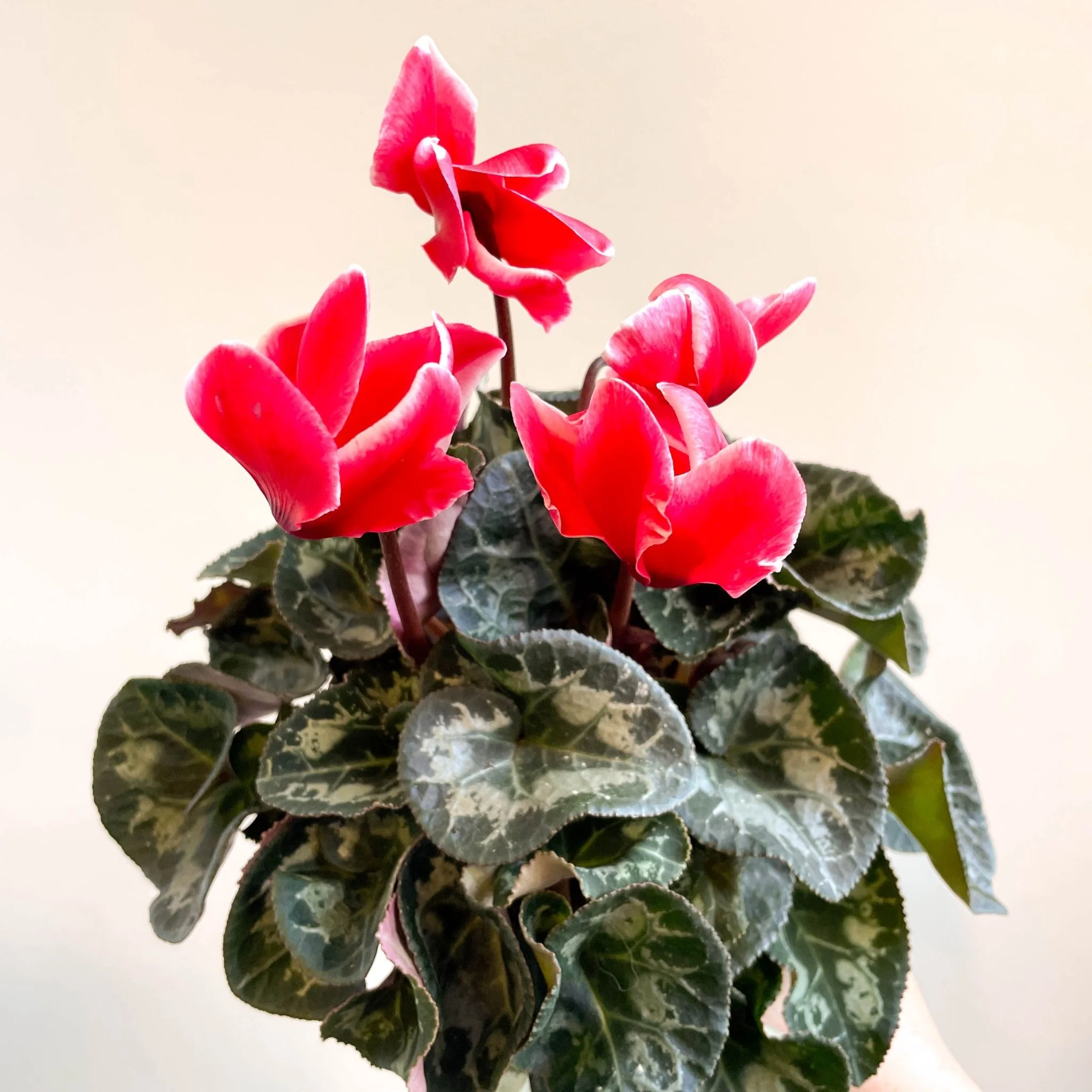 Cyclamen 'Red Wine' - British Grown - Image 11
